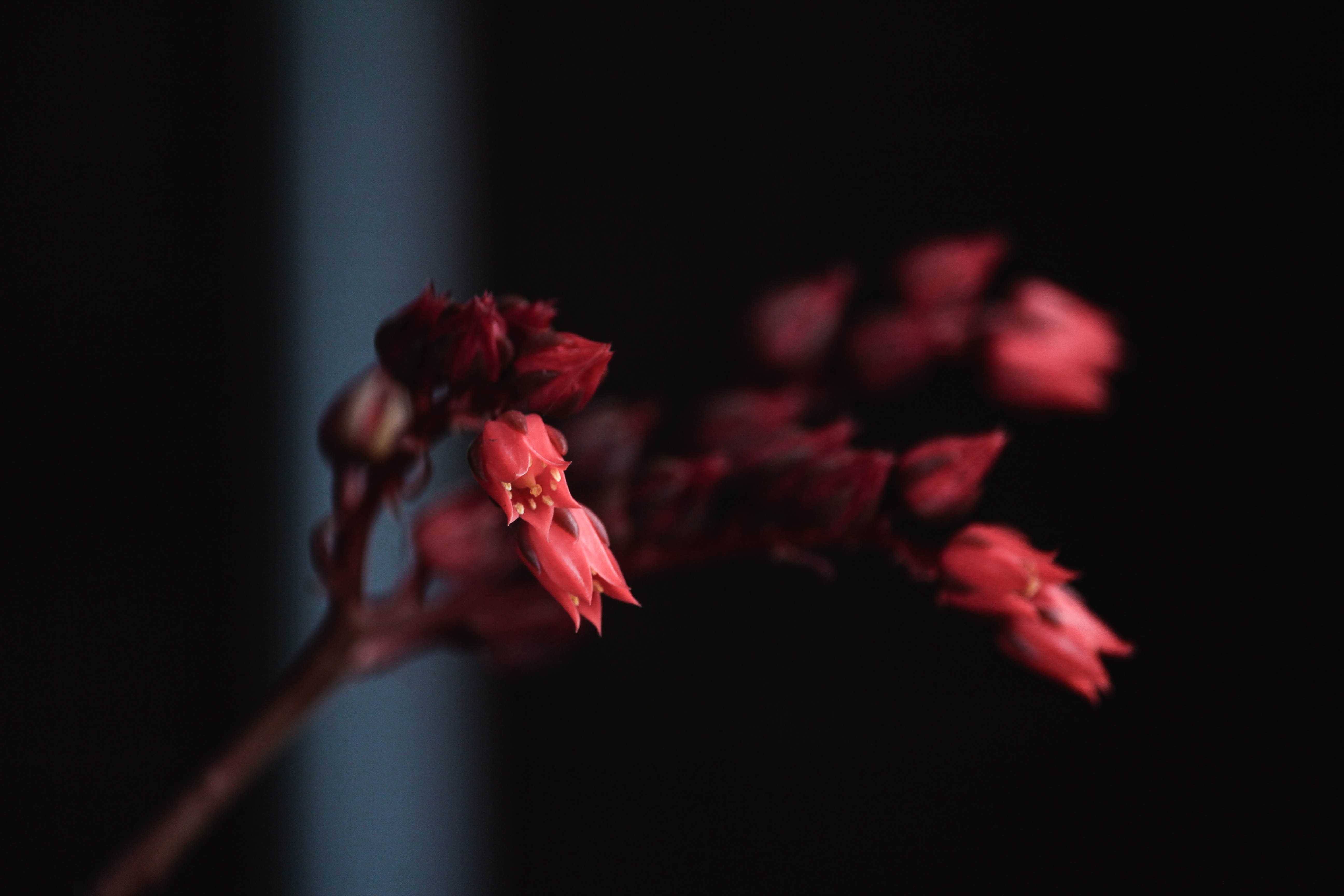 perth, indoors, flower head, hip hop, close-up, nature, wilted plant, garden, minimal, australia, 5K, beauty in nature, fragility, growth, vulnerability, HD Wallpaper