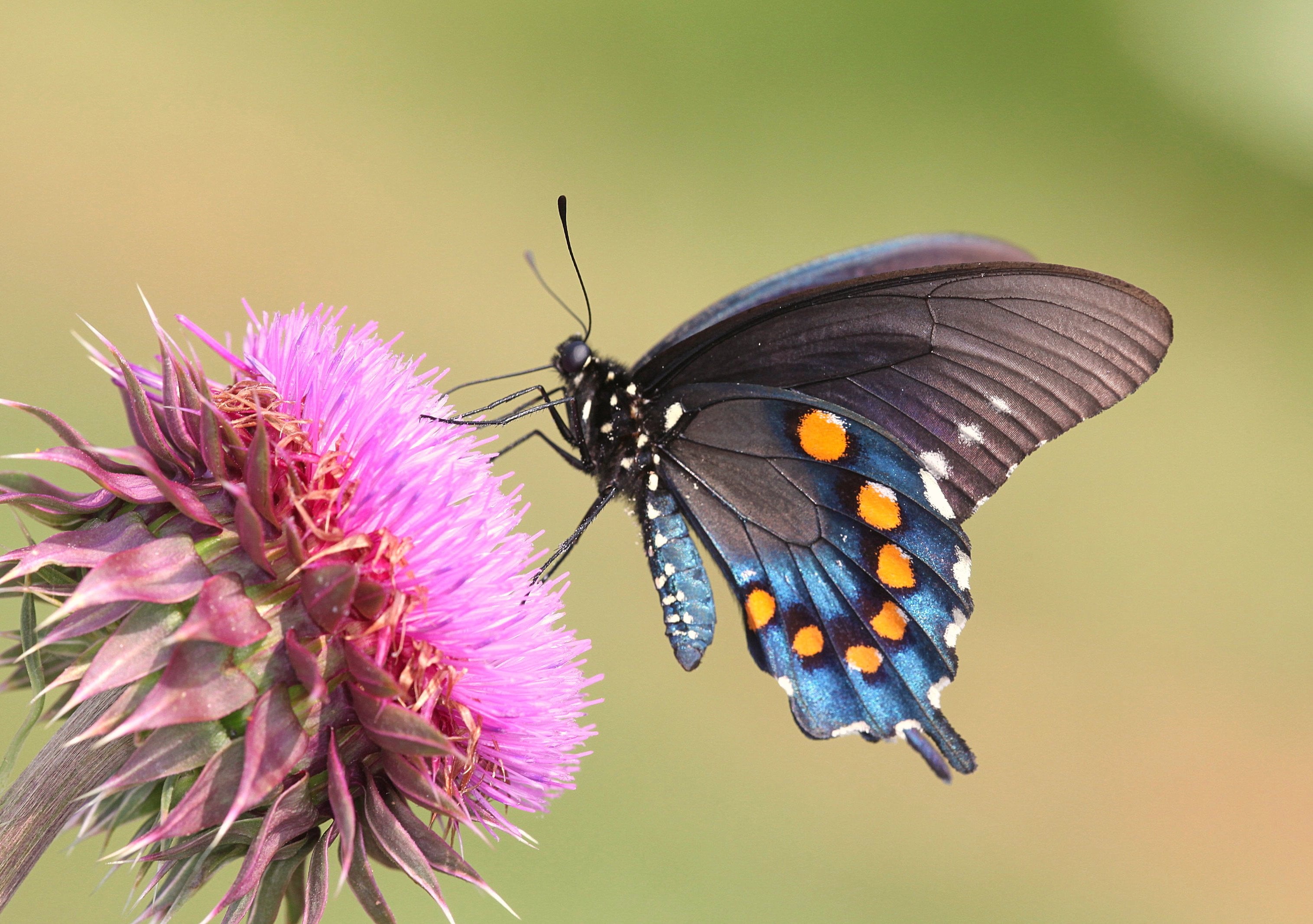 swallowtail, butterfly - Insect, waves, Thin film interference, multi Colored, daytime, 2K, macro, TFI, north carolina, Pipevine Swallowtail, butterfly, HD Wallpaper