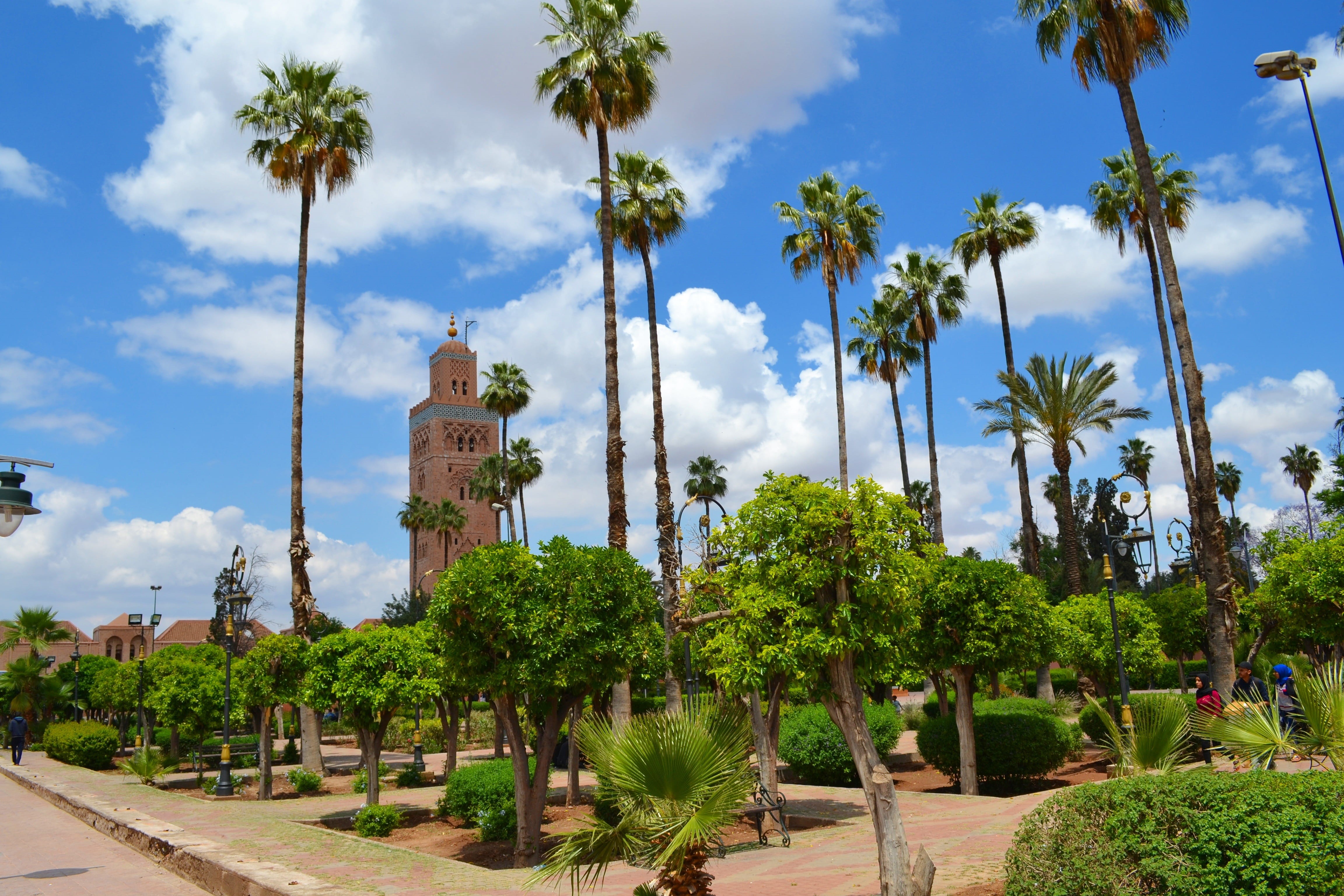 morocco, tree, outdoors, day, green color, trunk, land, tree trunk, marrakech, building exterior, built structure, cloud - sky, tropical climate, tall - high, HD Wallpaper