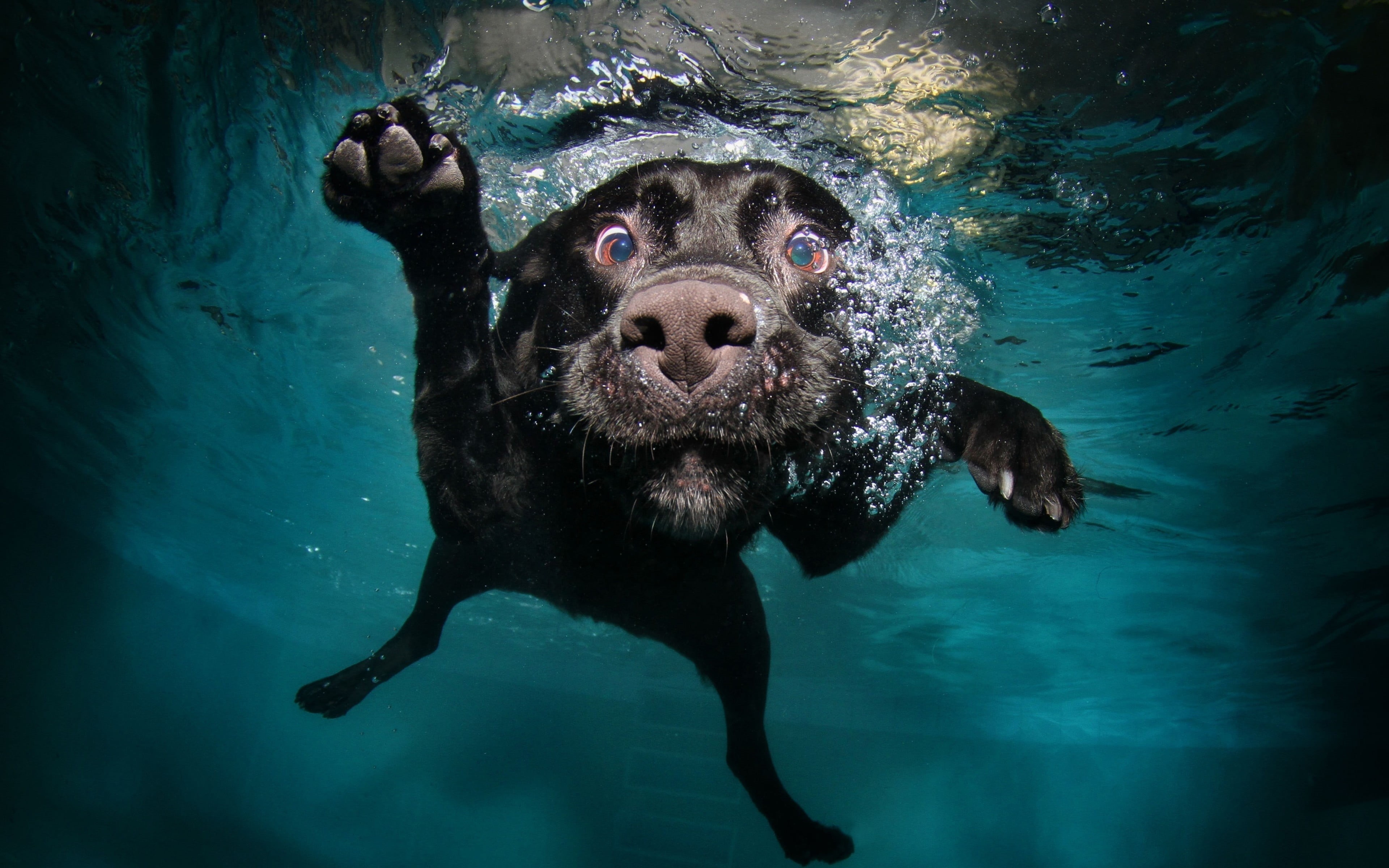 undersea, mammal, animal themes, marine, labrador, retriever, water, no people, animal body part, adult, 4K, underwater, looking at camera, muzzles, bubbles, HD Wallpaper