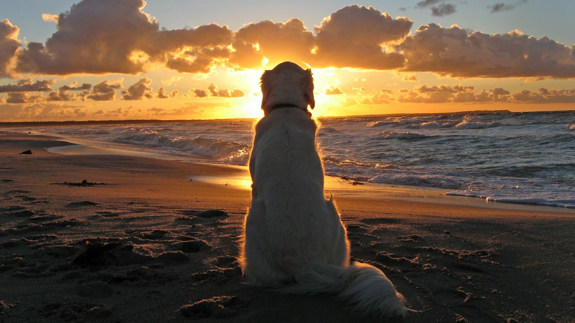 Sun, tranquil scene, sunset, cloud - sky, retriever, orange color, animals, water, pets, looking at view, labrador, yellow, beauty in nature, sky, scenics - nature, HD Wallpaper