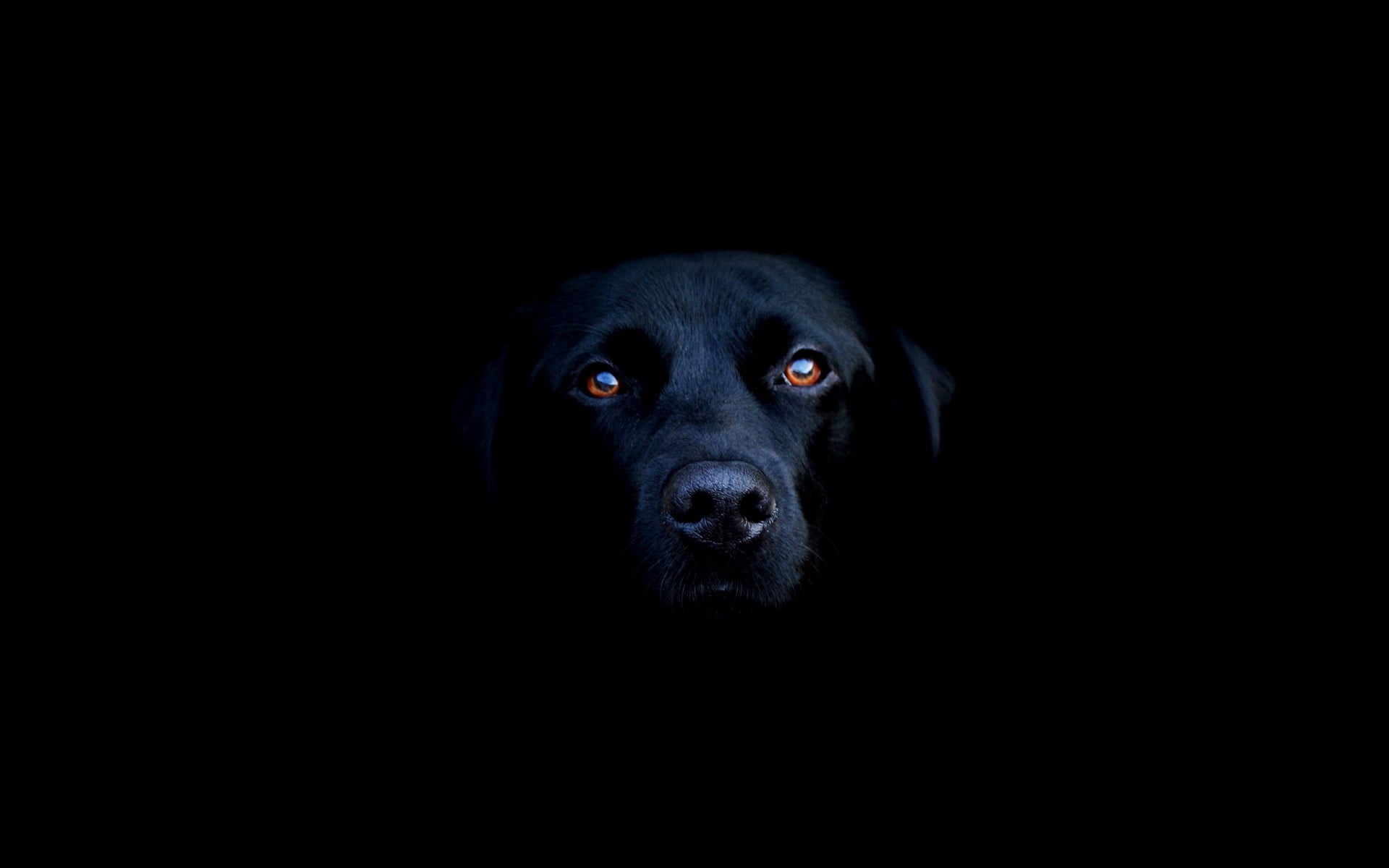 1080P, domestic animals, looking at camera, portrait, animal eye, black color, animal themes, purebred dog, animal head, mammal, domestic, black, adult, HD Wallpaper