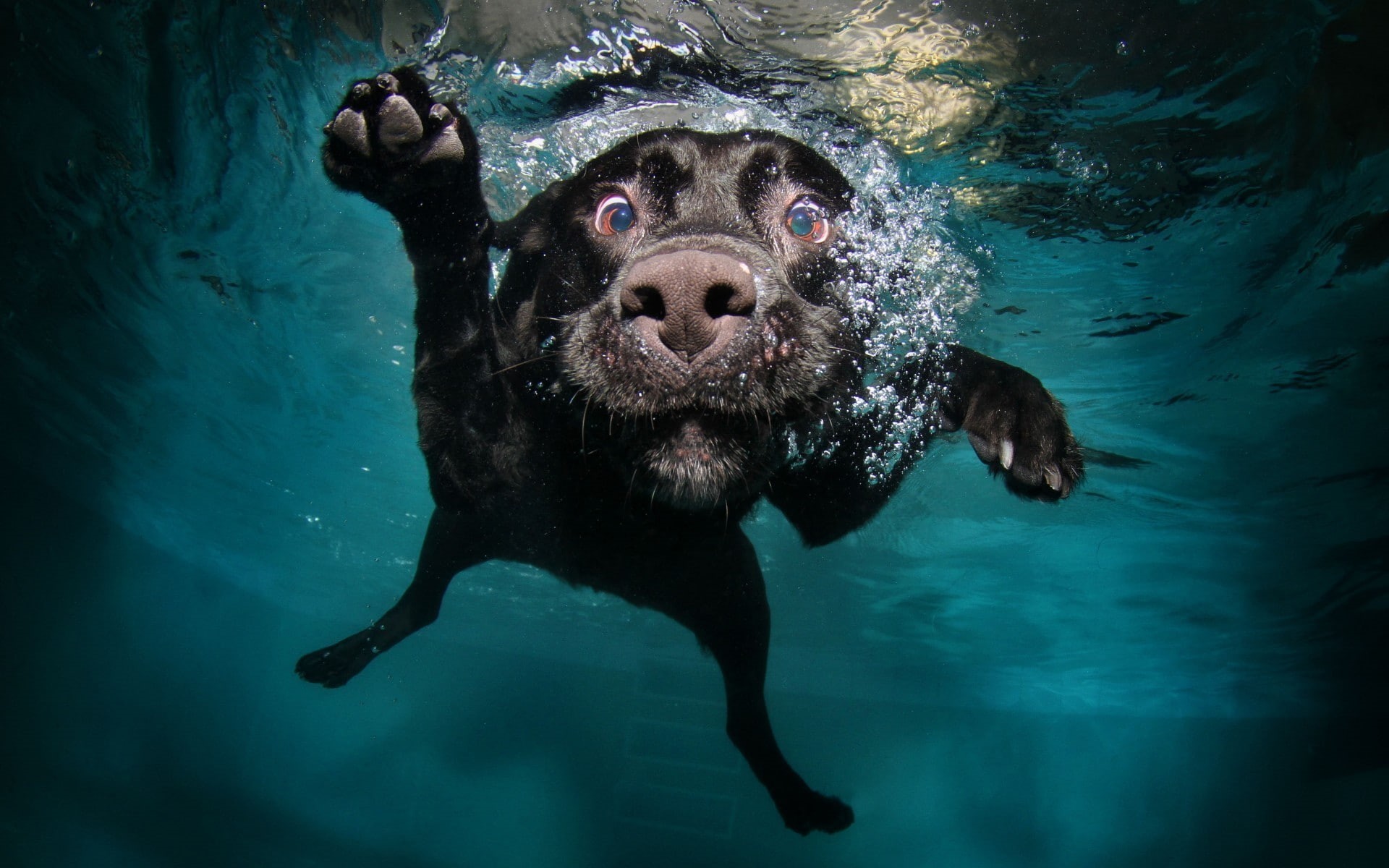 nature, muzzles, bubbles, dog, water, animals, swimming, underwater, black, legs, 1080P, swimming pool, HD Wallpaper