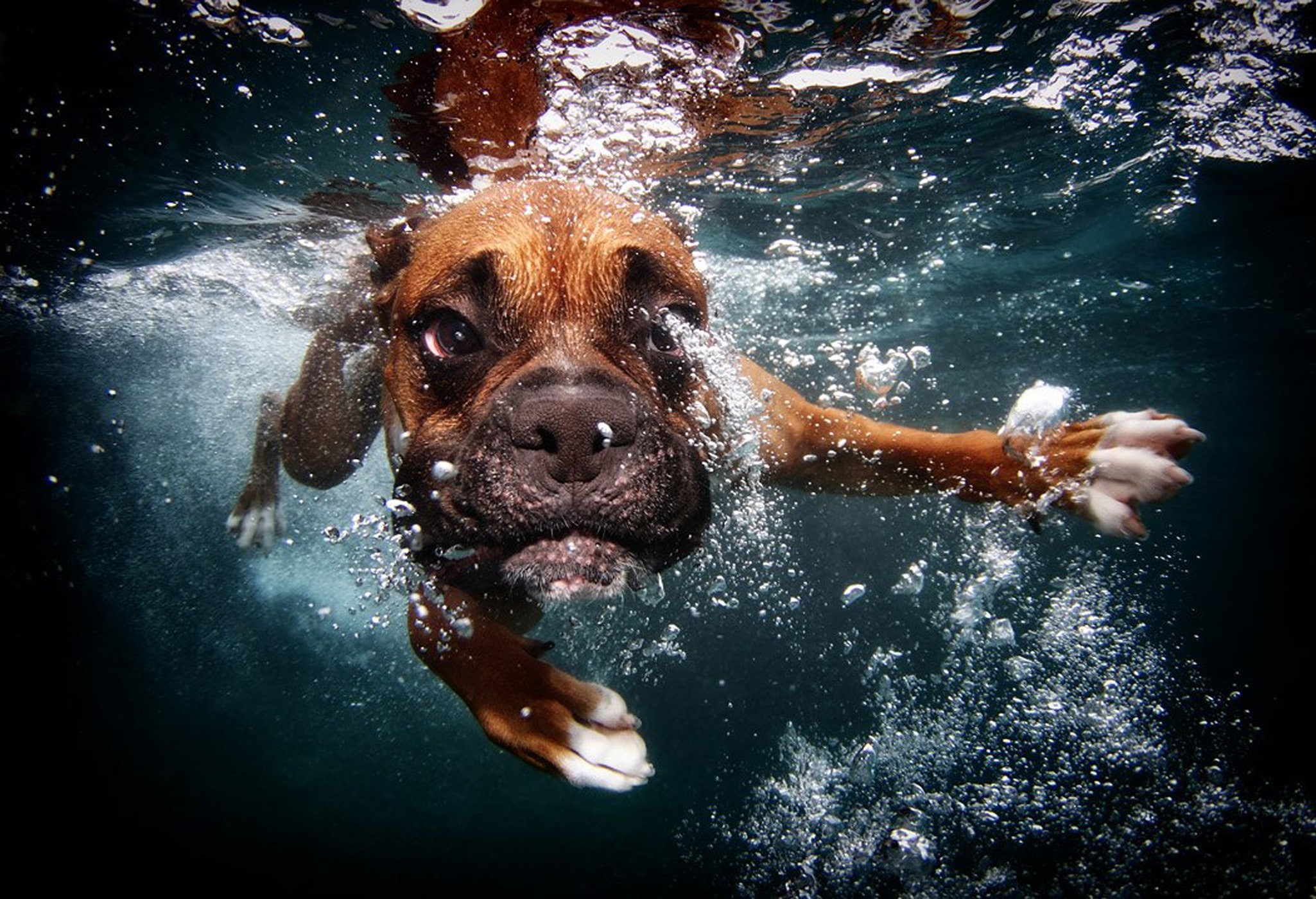 Dog, bubbles, underwater, 1080P, swimming, HD Wallpaper