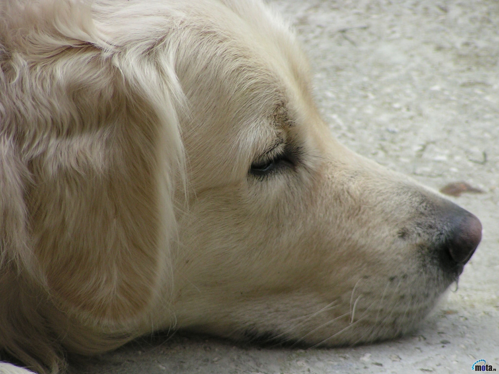 1080P, retriever, animal themes, face, labrador, yellow, one animal, animal, pets, animal body part, vertebrate, looking away, mammal, golden retrievers, HD Wallpaper
