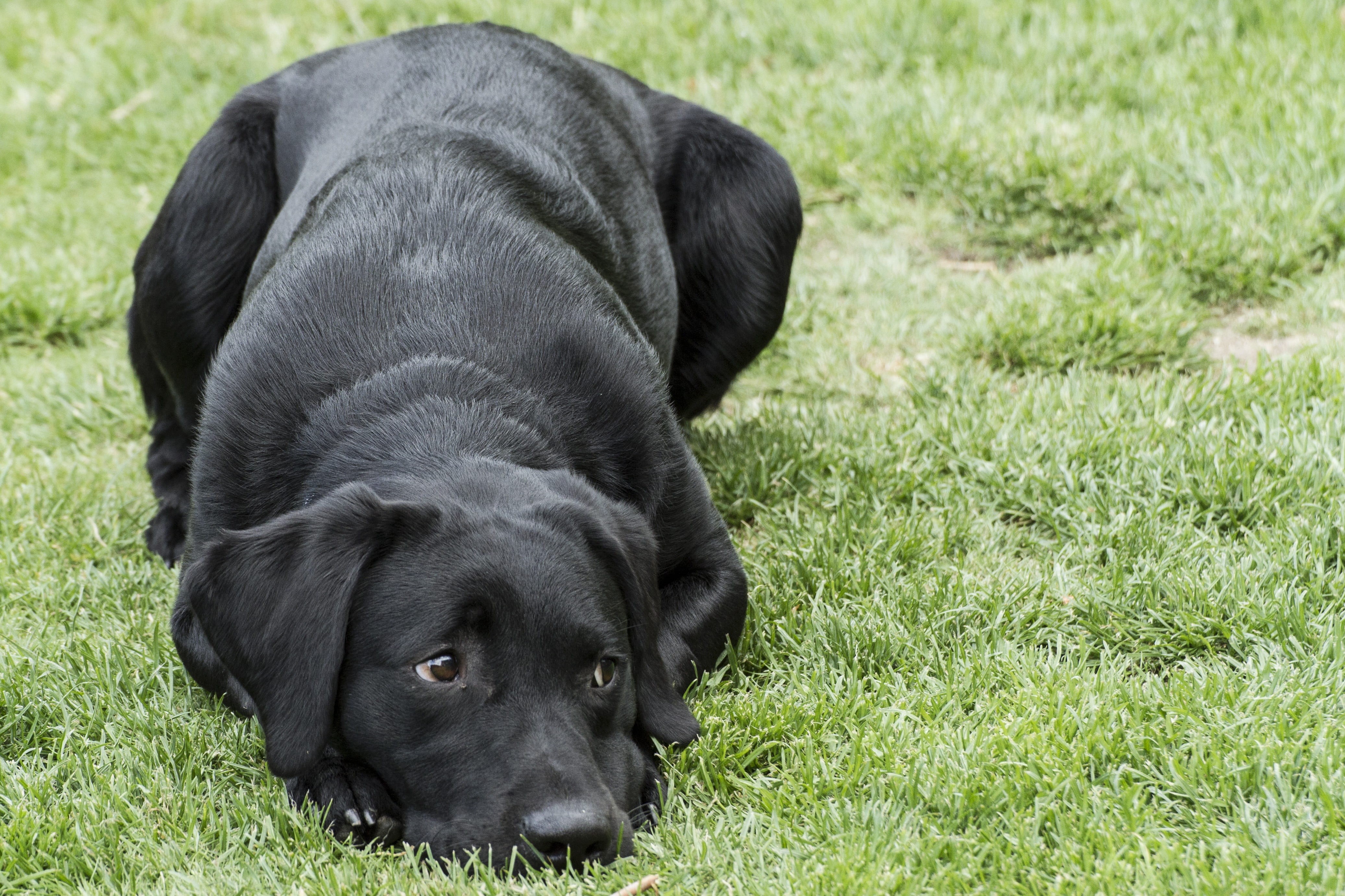 nature, black, plant, animal head, canine, domestic, lying down, field, animal, puppy, domestic animals, dog, cute, one animal, adorable, purebred, breed, HD Wallpaper
