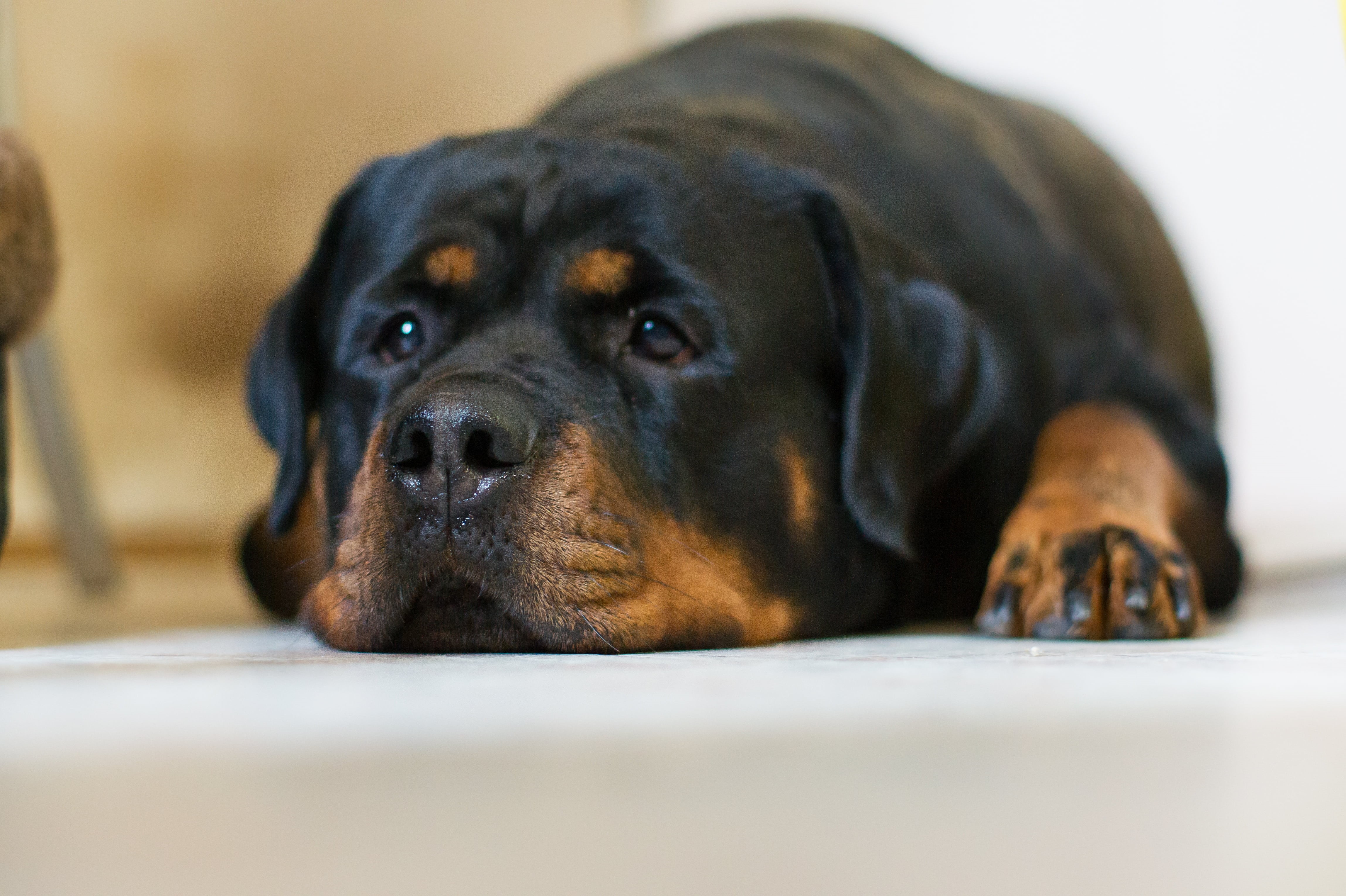 looking, close-up, labrador, friendship, mammal, purebred Dog, cute, indoors, domestic Animals, domestic, portrait, depression - sadness, animal Head, canine, HD Wallpaper