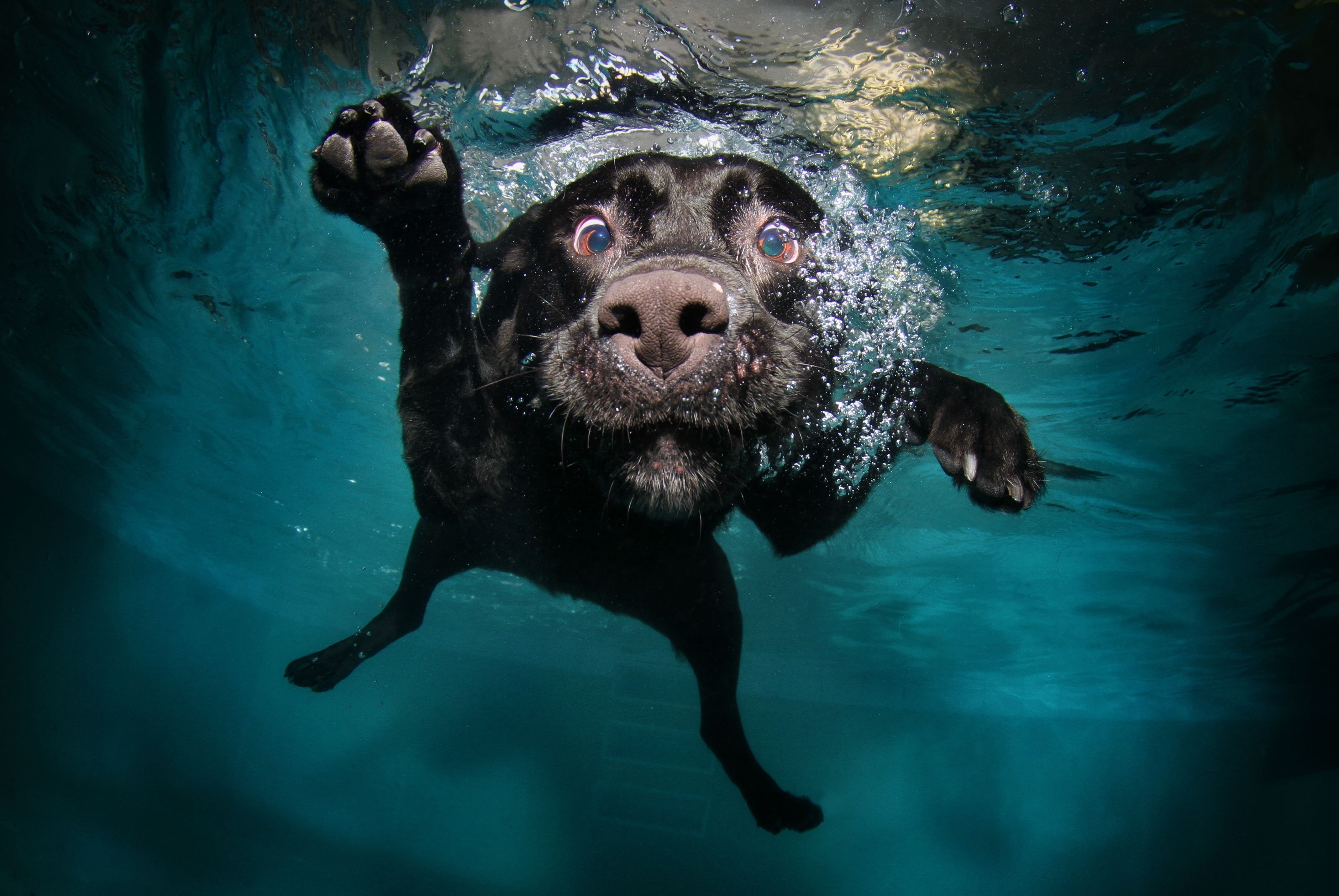 black, swimming, underwater, dog, water, 4K, HD Wallpaper