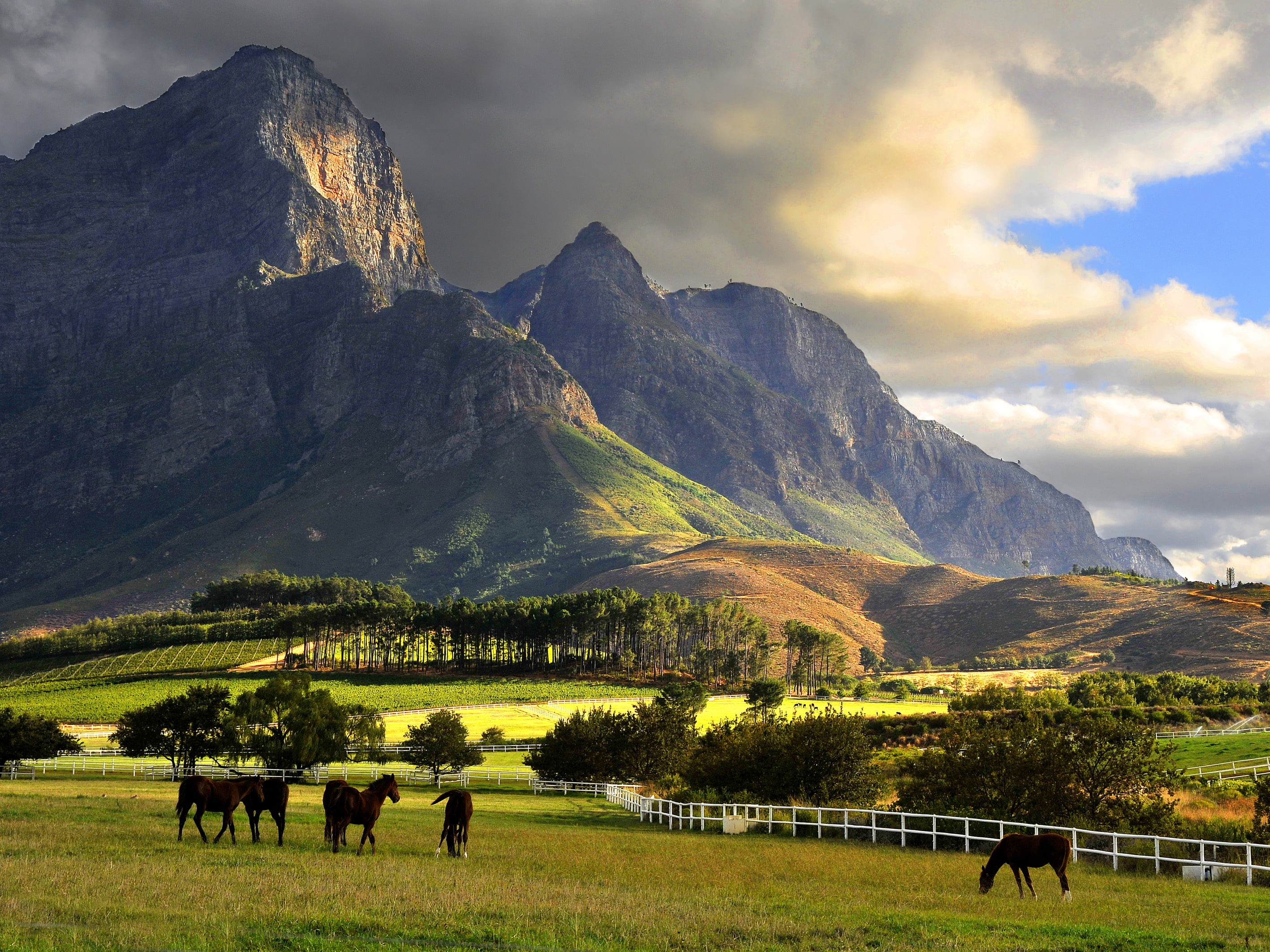 mammal, pets, sky, scenics - nature, plant, livestock, mountain, mountains, field, farm, herbivorous, outdoors, domestic animals, cloud - sky, mountain peak, HD Wallpaper