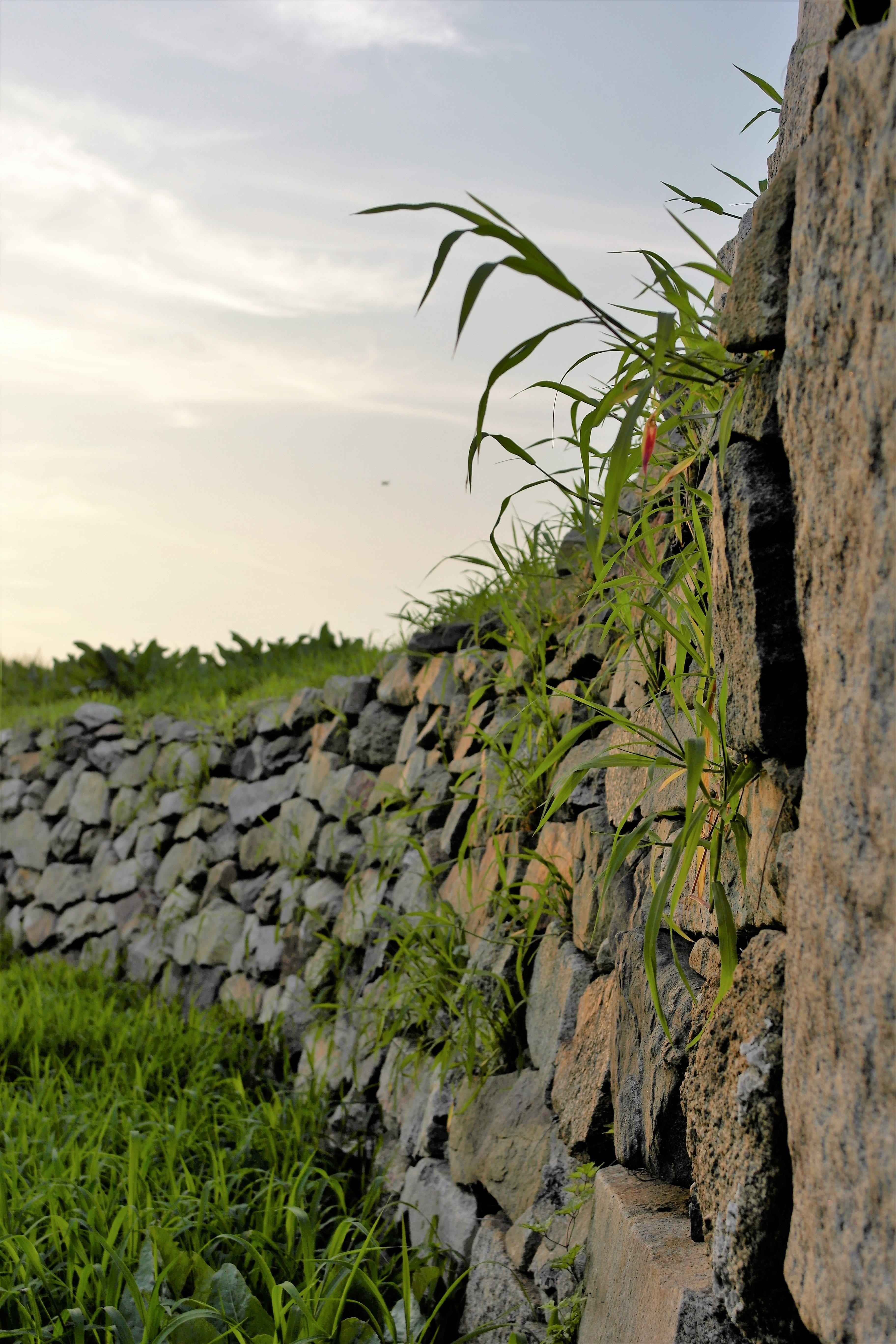 day, stone wall, rock, tranquility, nature, cloud - sky, historic sites, growth, no people, beauty in nature, grass, tranquil scene, scenics - nature, west sea, Phone HD Wallpaper