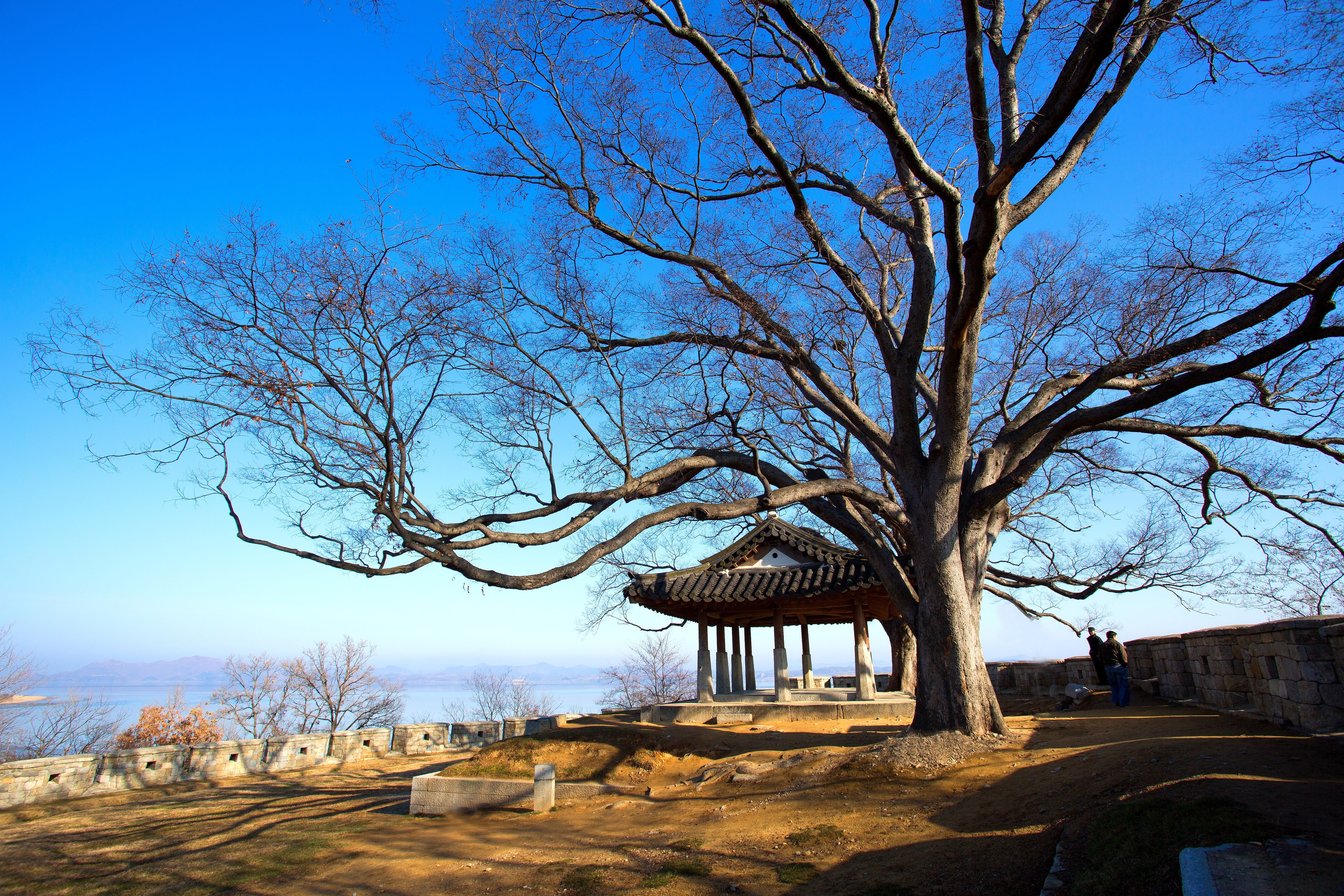 branch, year already, tree, and thu, built structure, 5K, architecture, day, ganghwado, building exterior, travel destinations, landscape, nature, no people, HD Wallpaper