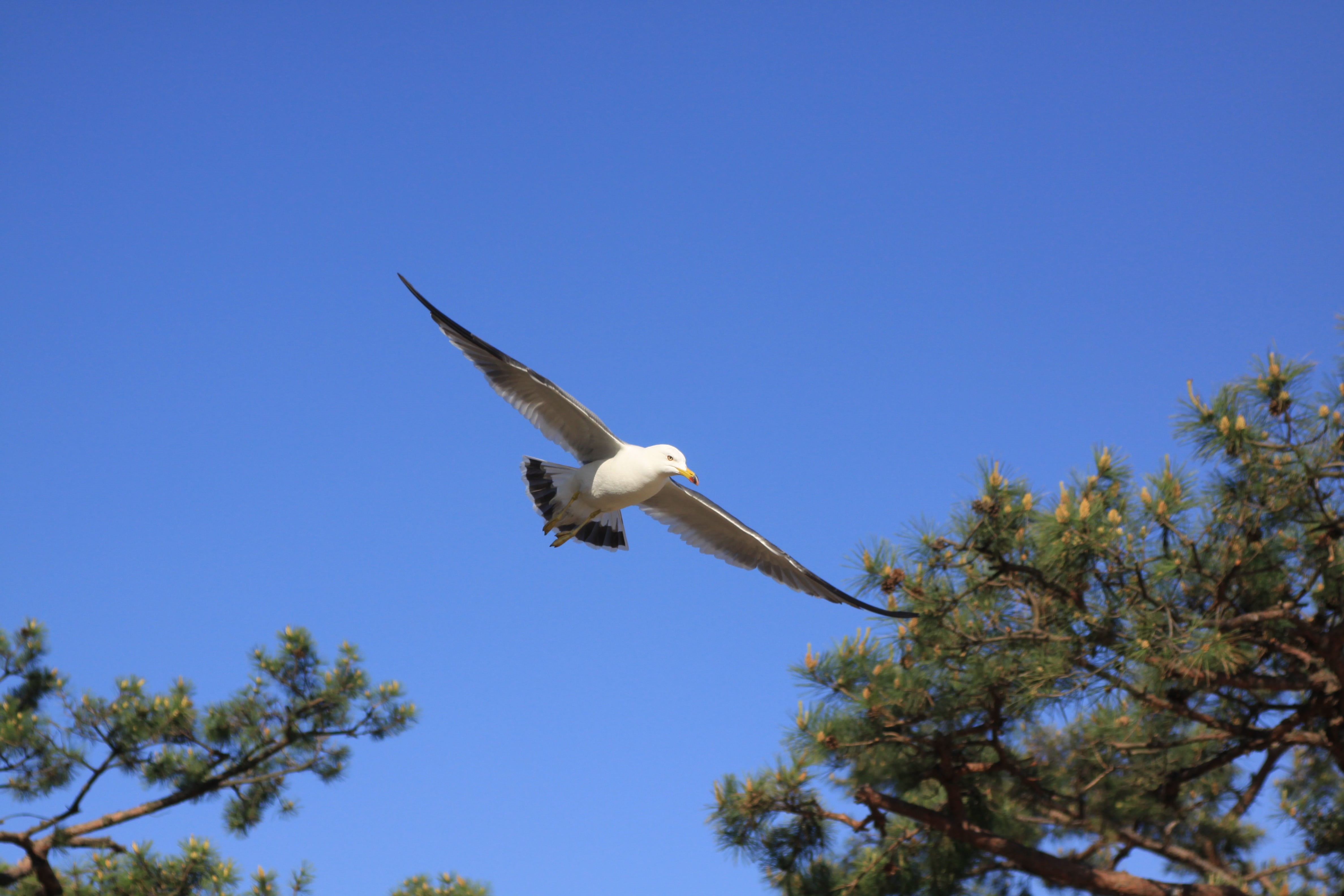 tree, seagulls fly, spread wings, sea, animals in the wild, west coast, incheon and ganghwa island, i, vertebrate, outdoor, beach, incheon beach, eagle, HD Wallpaper