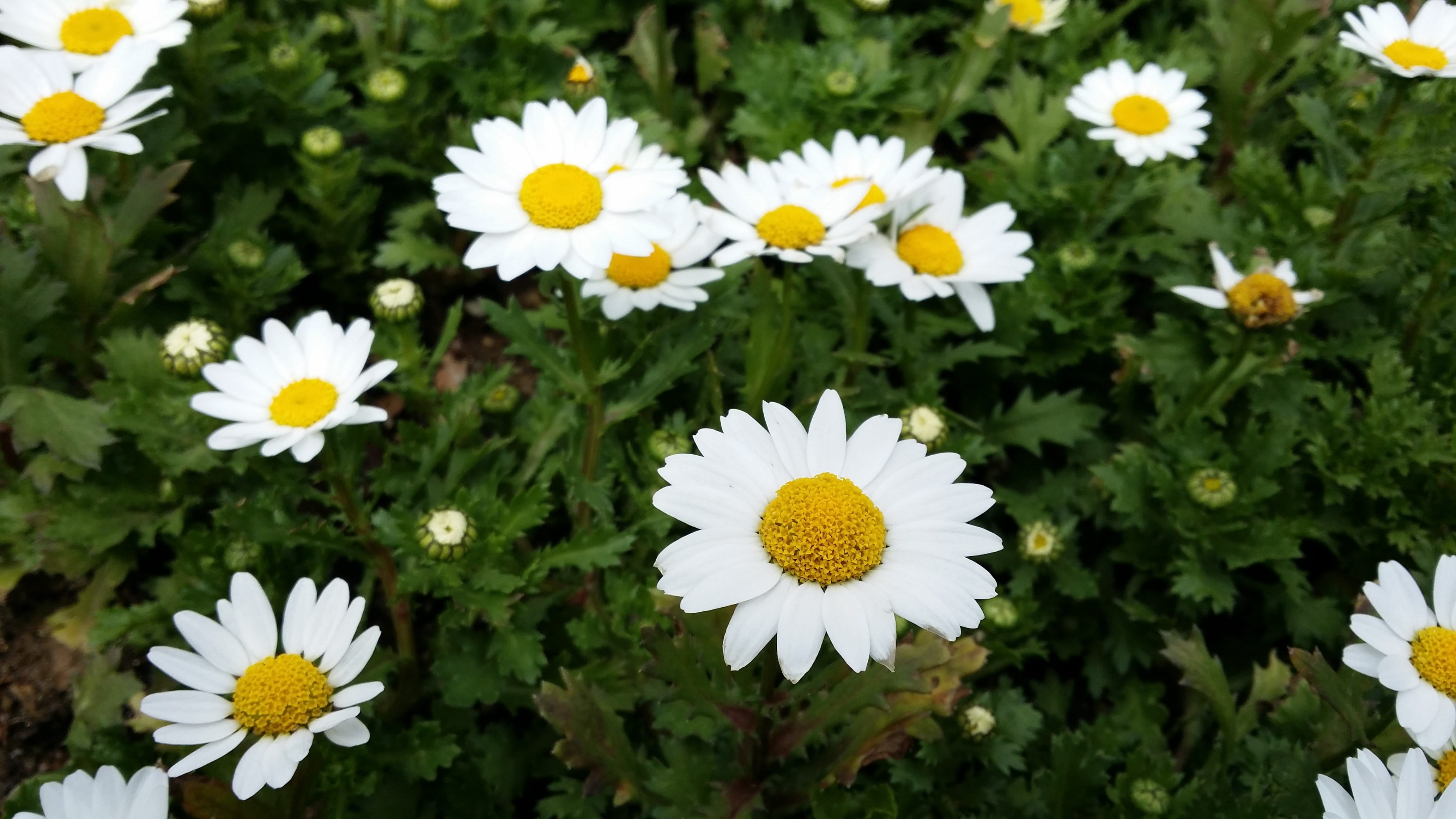 petal, freshness, vulnerability, ganghwado, the leaves, pollen, white color, Plants, 4K, close-up, white, Nature, section, day, plant, summer, grass, yellow, HD Wallpaper
