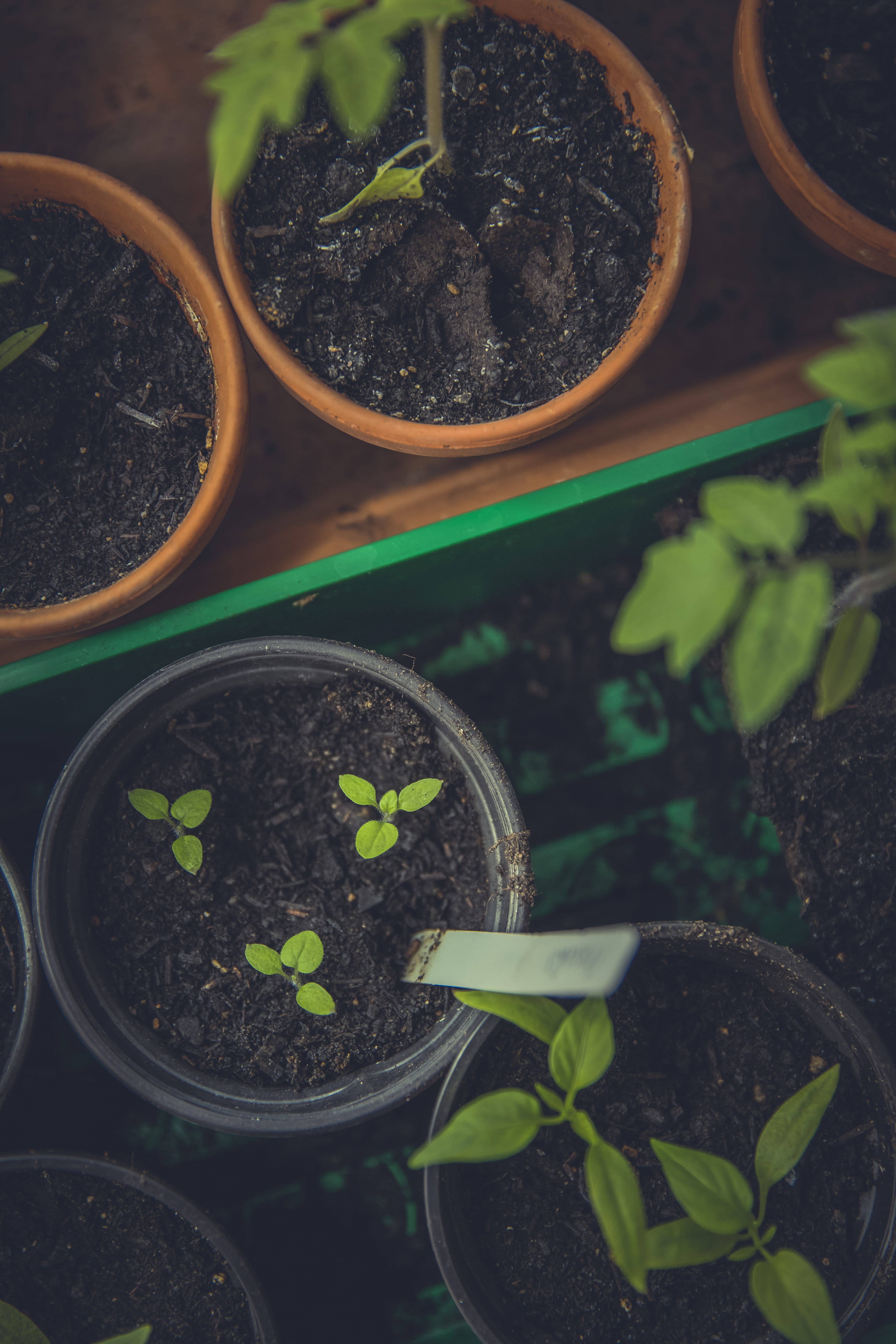 crop, plant, pottery, plant part, germany, horticulture, plants, planting, vegetable, seedling, jar, container, plant nursery, growth, green, flora, dirt, Phone HD Wallpaper