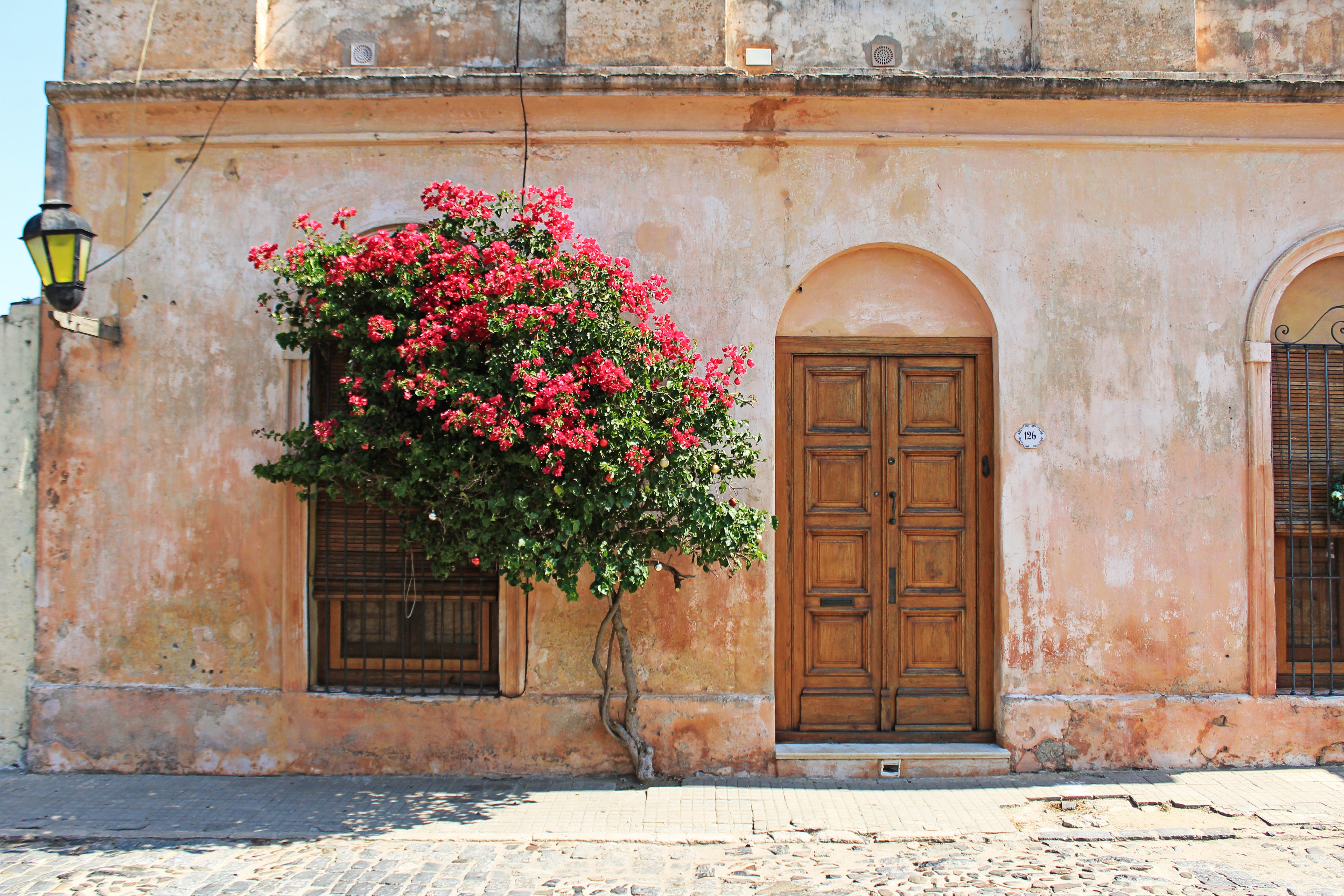 flowering plant, street, lush, tree, red, window, architecture, bloom, growth, no people, concrete, wall, petal, flora, 5K, nature, pottery, building exterior, HD Wallpaper