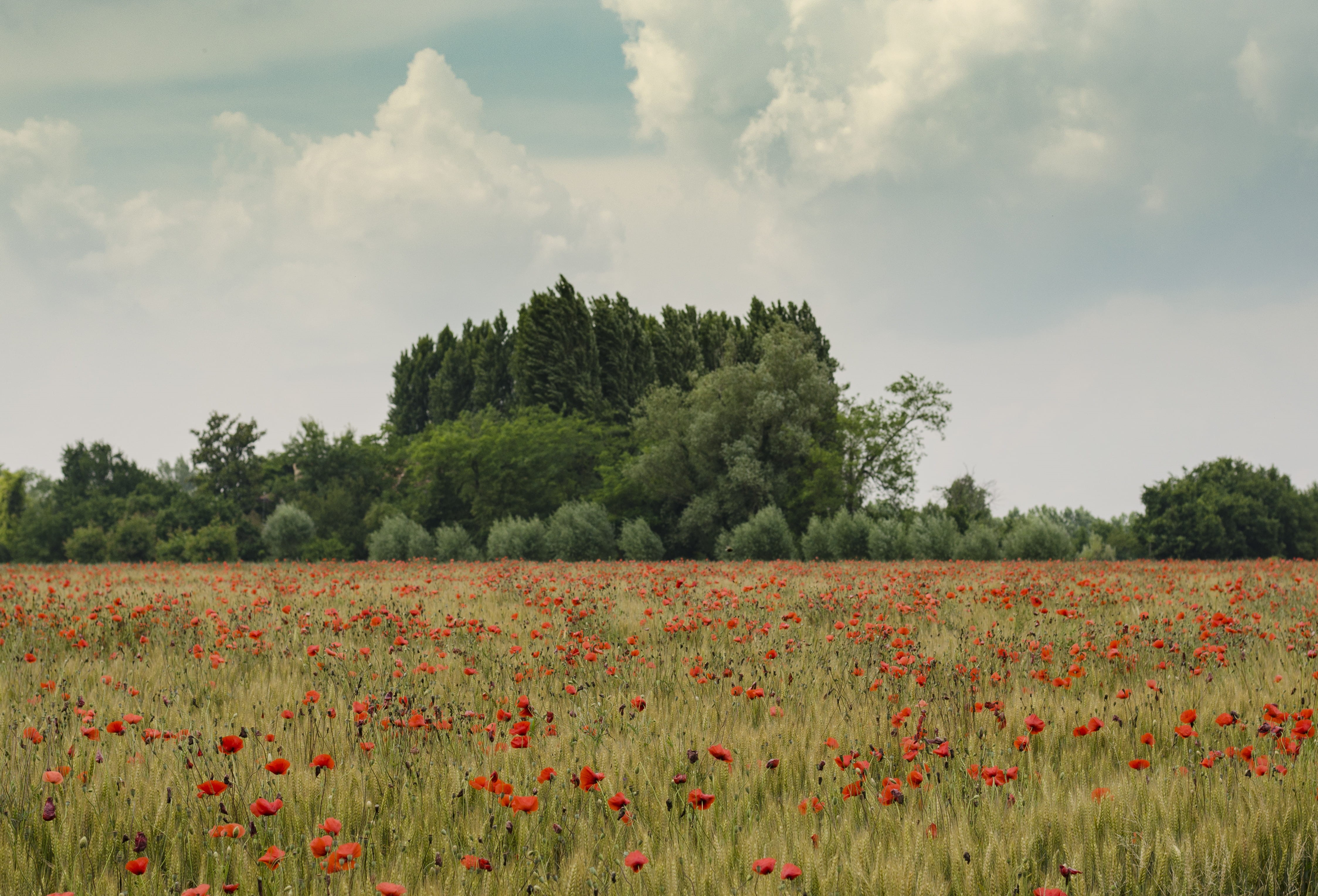 flowerbed, petaled, land, plant, nature, grass, freshness, crop, trees, daytime, no people, field, tranquility, springtime, scenics - nature, outdoors, HD Wallpaper