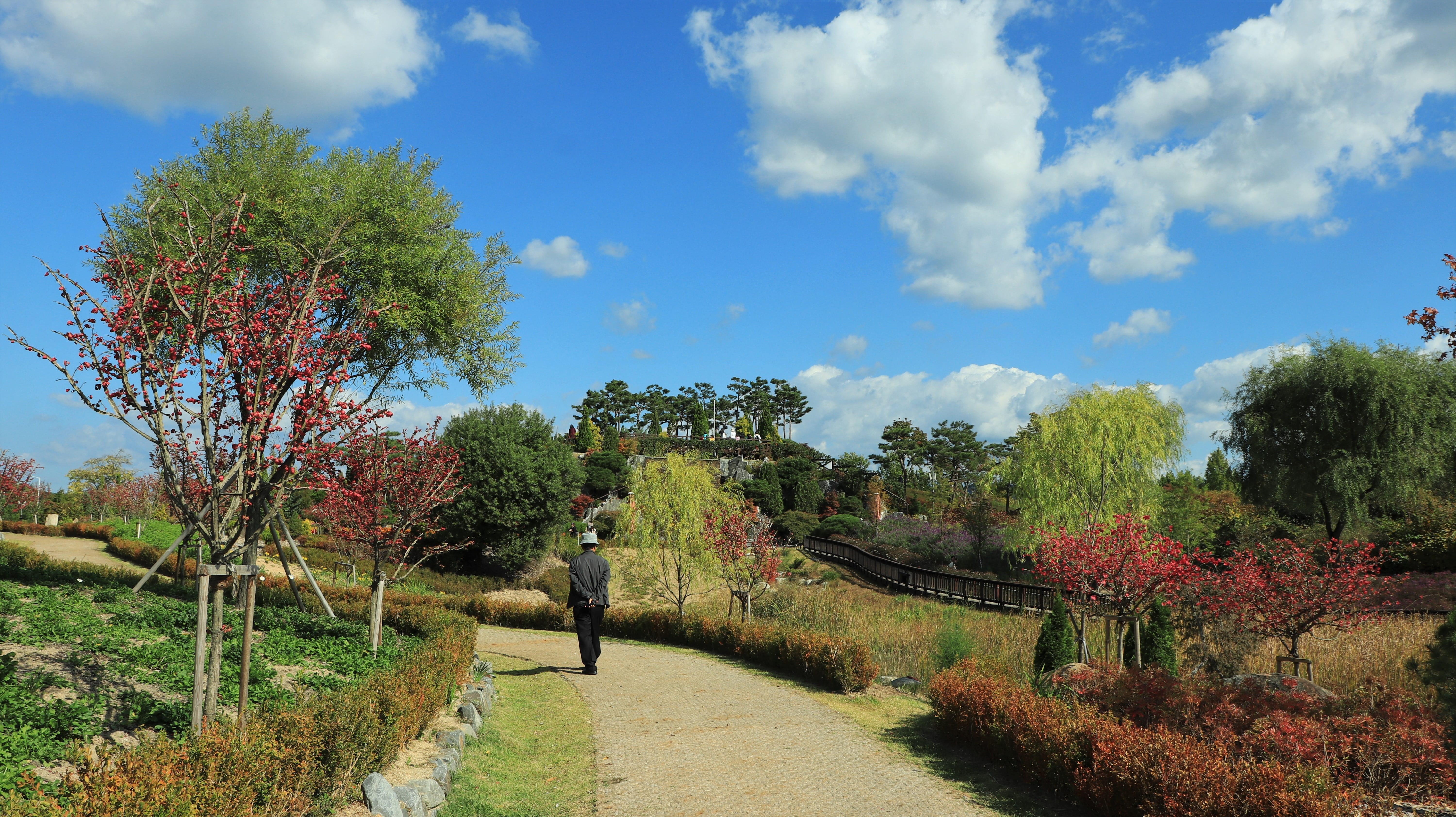 flowers, scenics - nature, sea, botanical garden, arboretum, nature, growth, man, republic of korea, elderly, out of focus, tree growing shade, cloud - sky, HD Wallpaper