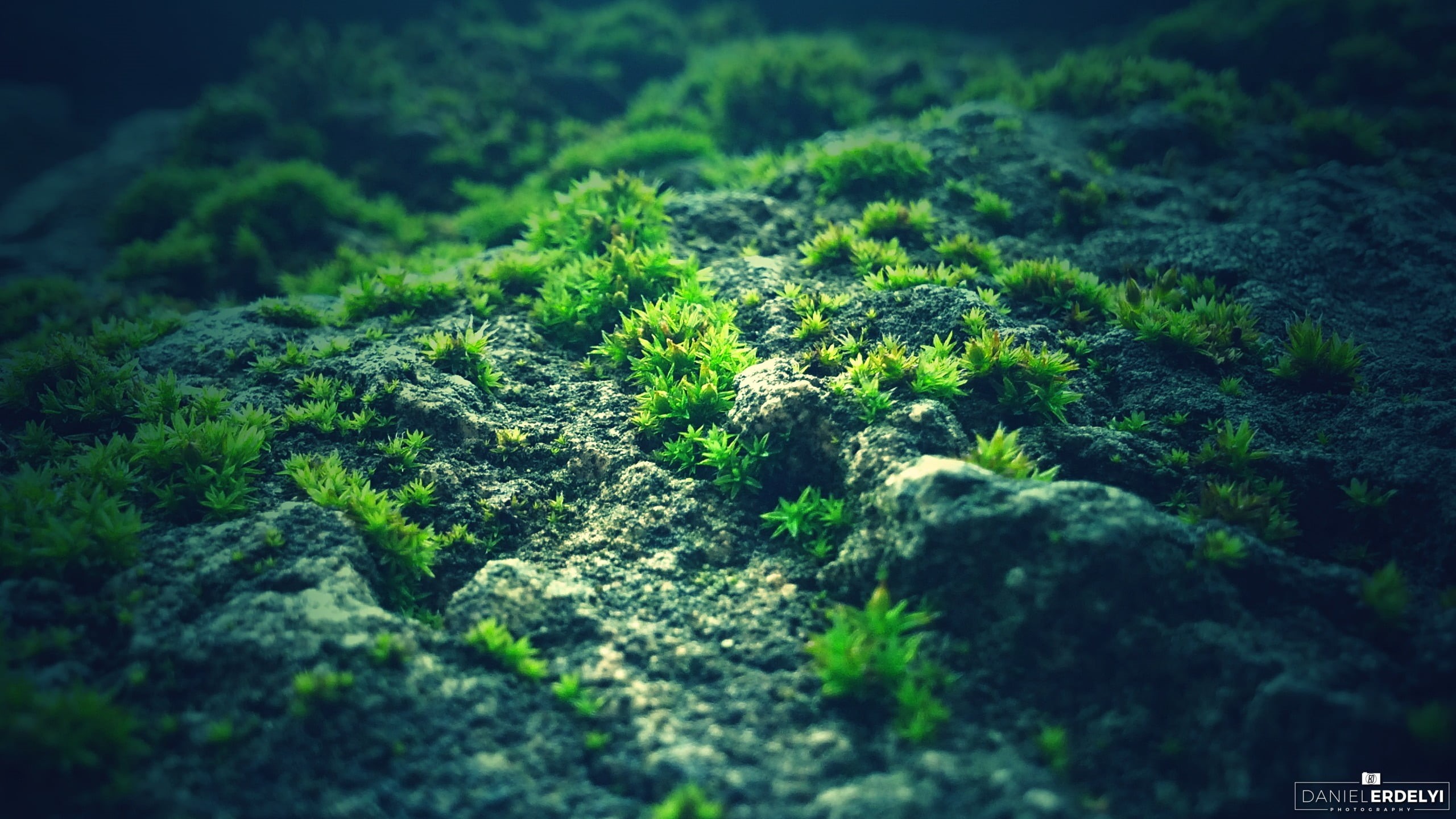 land, plant, 2K, yellow, green, rainforest, solid, growth, tree, no people, green color, moss, beauty in nature, photography, rock, plant part, nature, HD Wallpaper