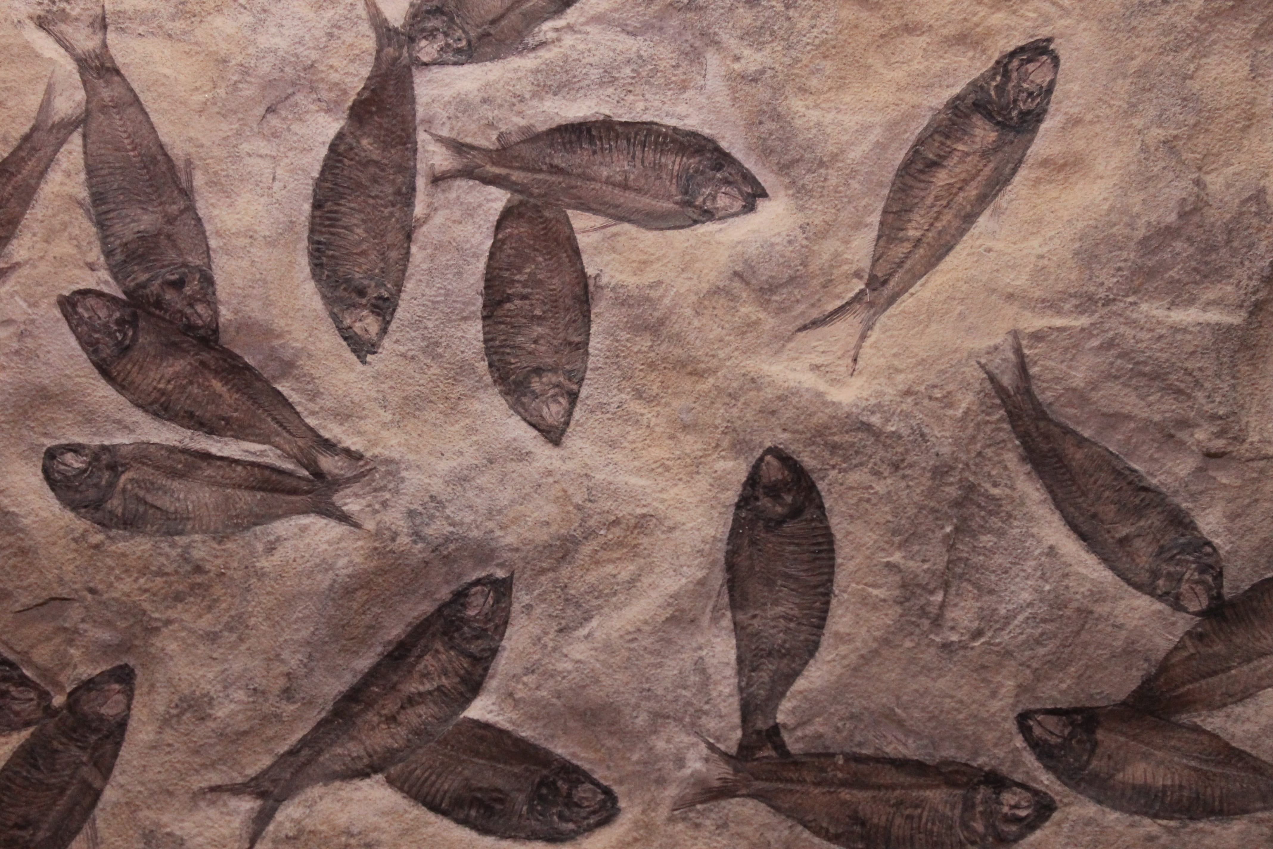 sea, museum, 4K, ancient, creativity, leaf, shetland, fossil, plant part, nature, antique, close-up, dead, backgrounds, fossilized, paper, brown, archaeology, HD Wallpaper
