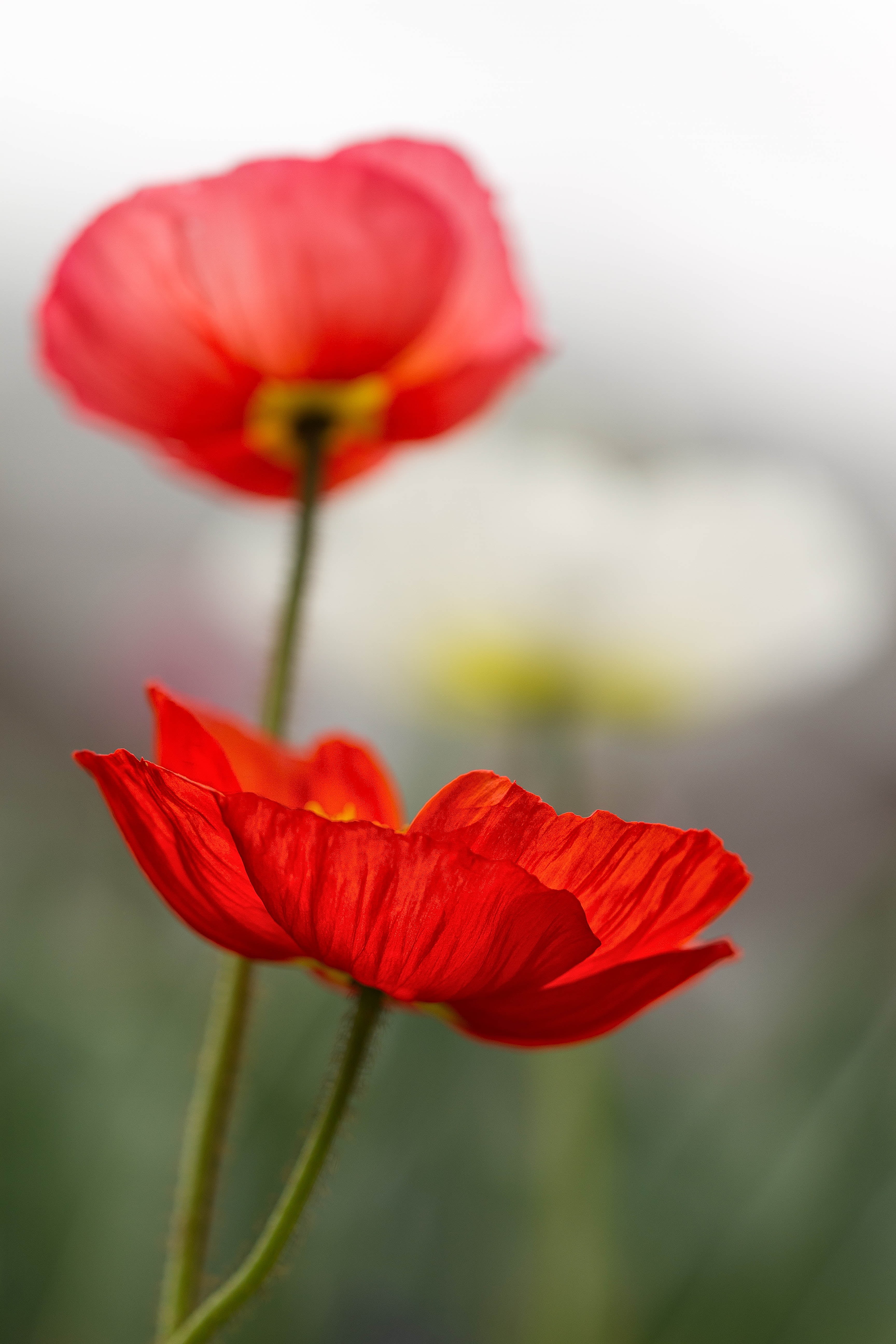 Ghost, white, 5K, Colorado, flower, Denver Botanic Gardens, flowers, shallow focus, poppy, summer, shallow, photography, spring, pale, springtime, Poppies, Phone HD Wallpaper
