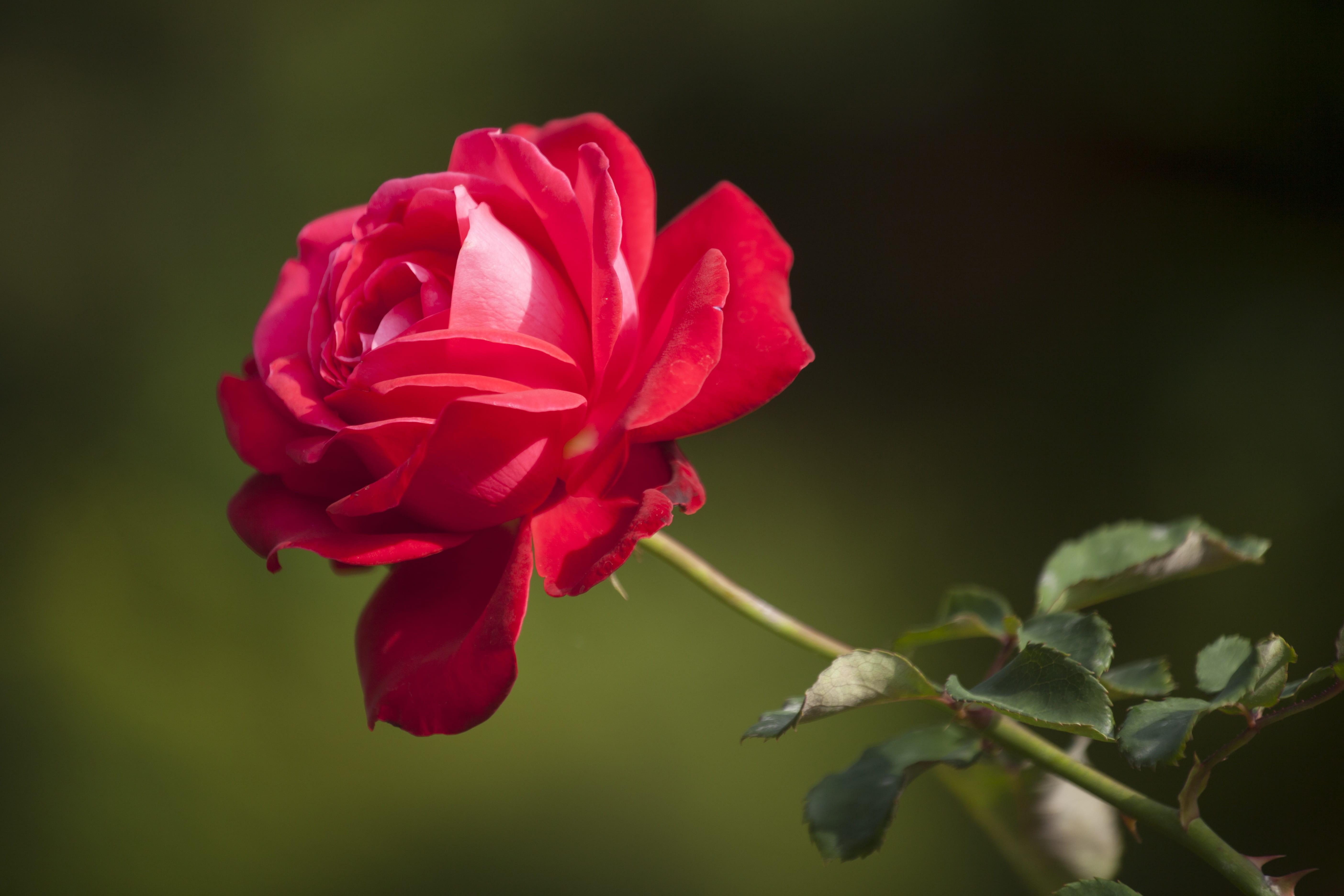 love, forest, close-up, no people, focus on foreground, papaver rhoeas, inflorescence, nature, roses, pink roses, spring, beauty in nature, rose, rose - flower, HD Wallpaper