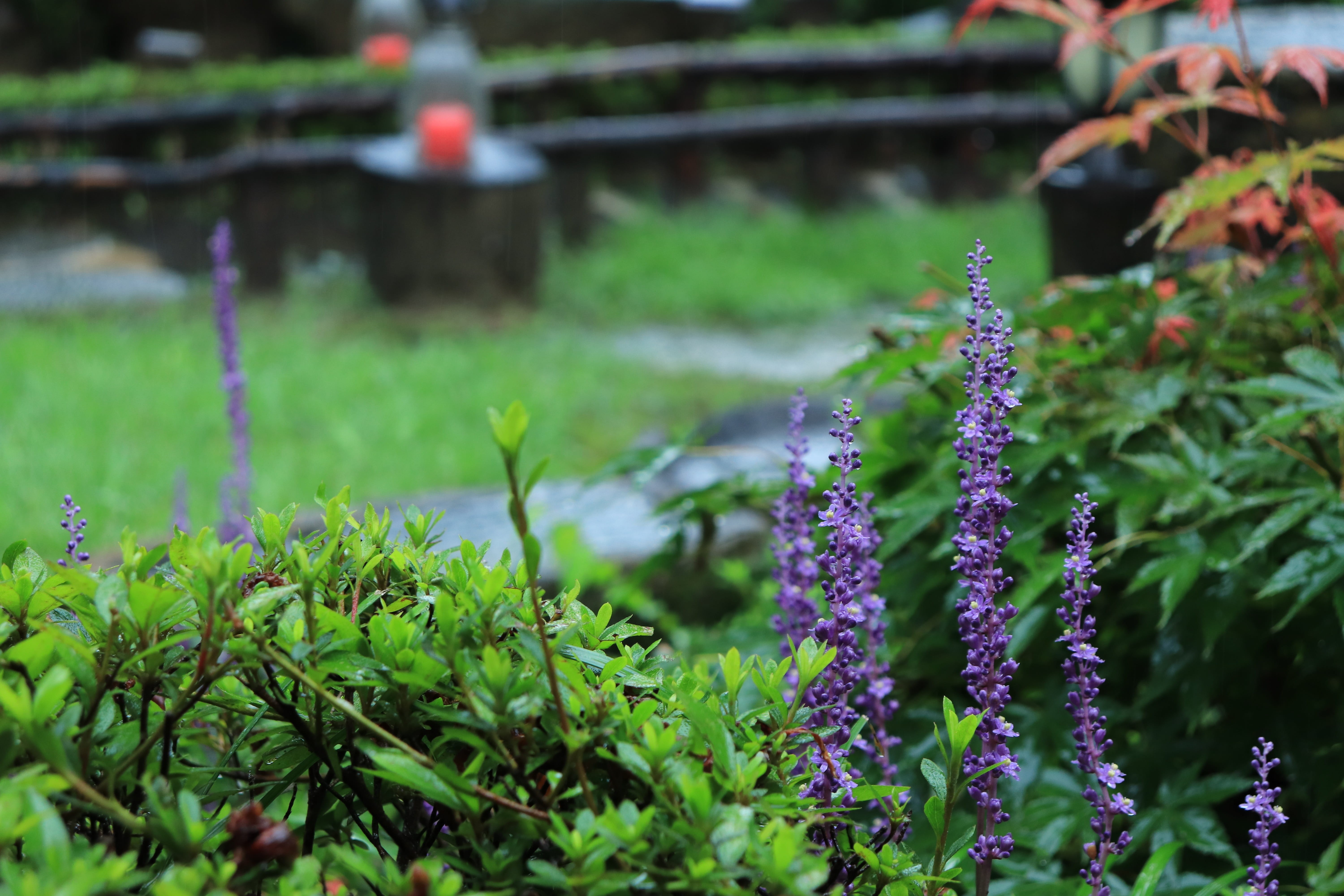 korea, plant part, macro, mountain, purple, park, focus, light fixtures, plant, plants, behold, soft, flower, daejeon, beauty in nature, lights, out focusing, HD Wallpaper