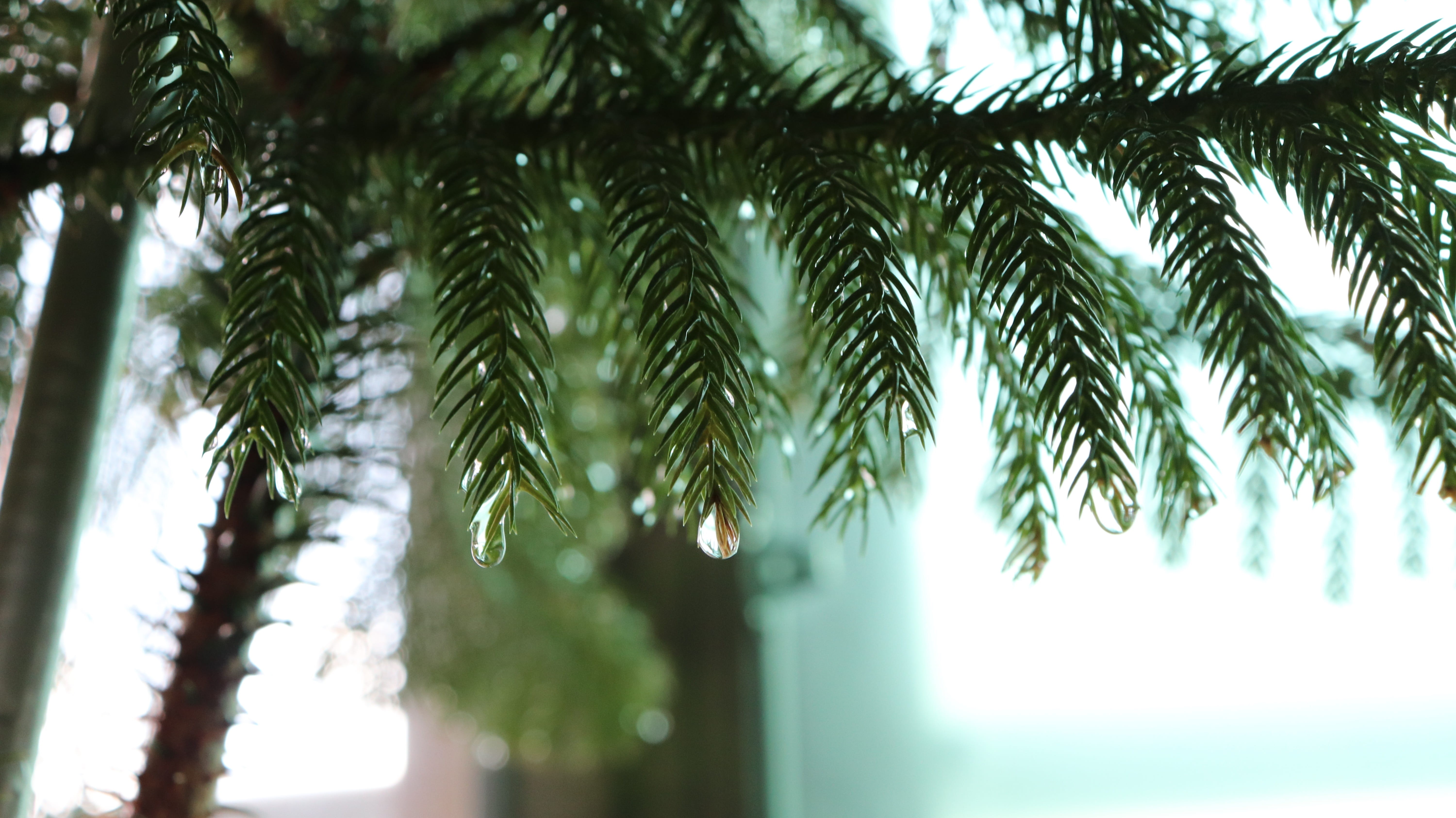 out focusing, out, stone, day, outfocusing, out of focus, macro, korean, watering, sunny, the outer, sharp, sol, nature, abstract, greenness, close, affix, HD Wallpaper