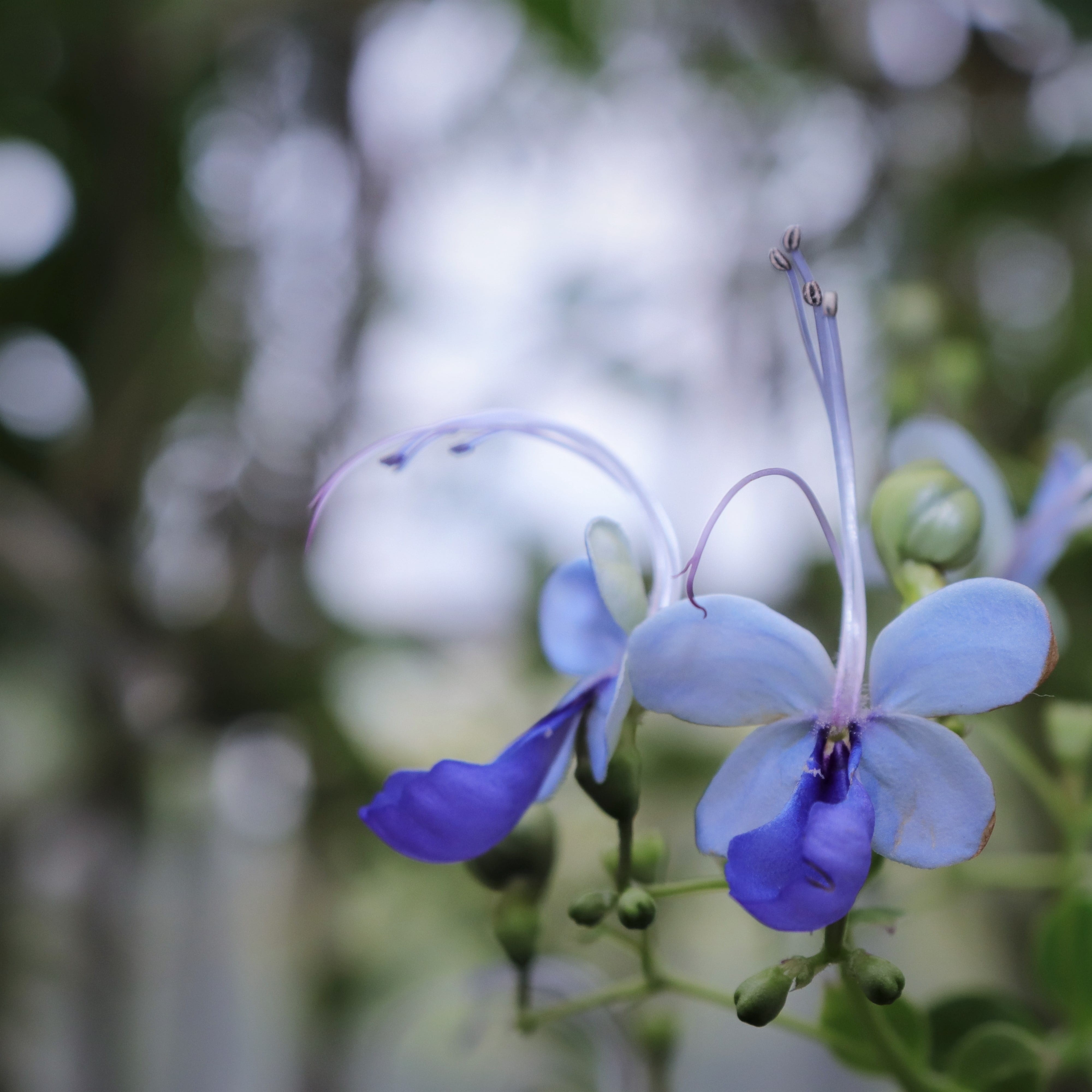 sky, macro, highlight, pistil, fragility, plants, out of focus, the leaves, pool, shelter, nature, april, bright, surgery, hwasaham, mr, plant, blue, focus on foreground, Phone HD Wallpaper