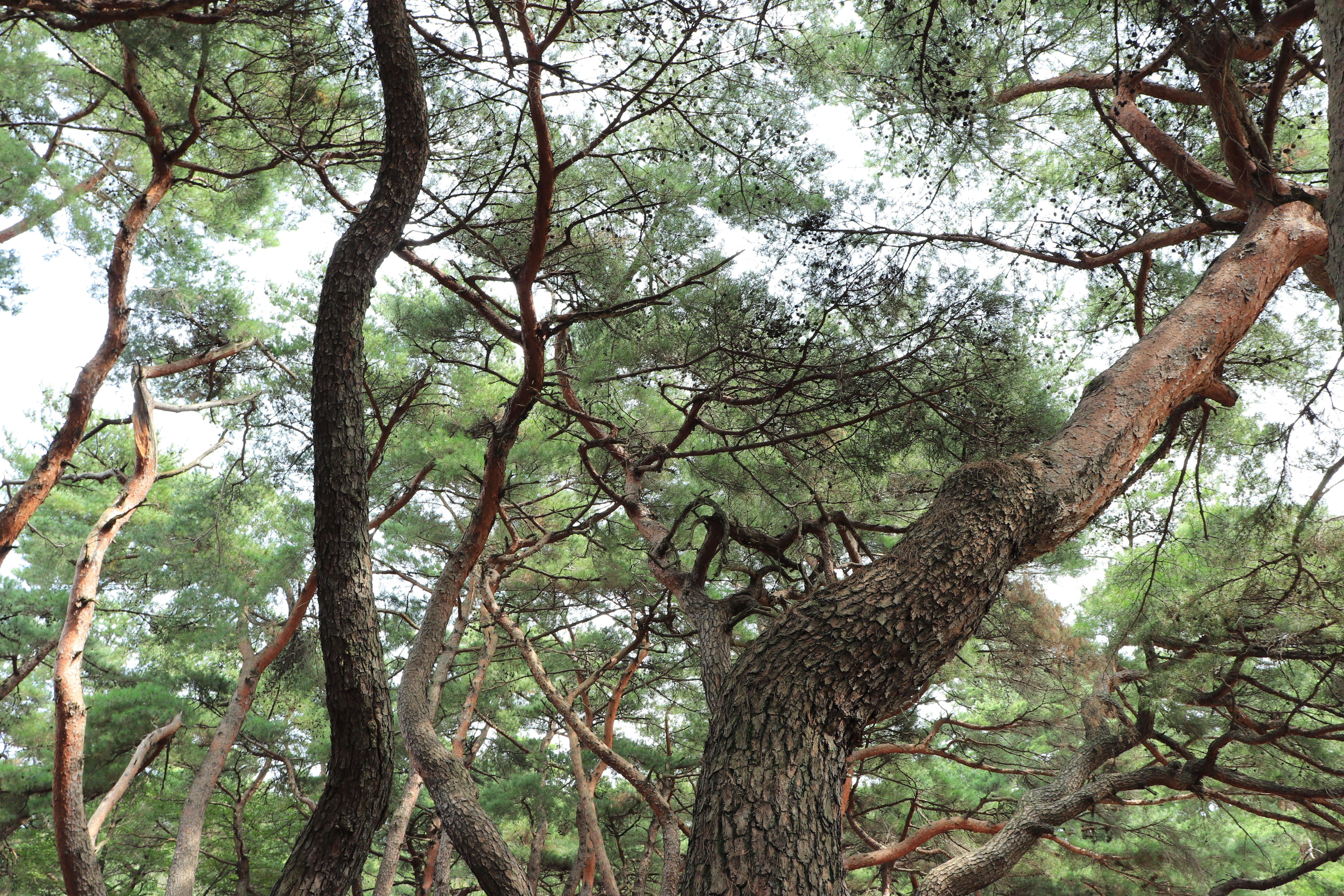 greenness, the joseon dynasty, wipes, non-urban scene, garden, wood, sunny, the leaves, photography, joseon, scenic, tradition, tree, stability, plant, HD Wallpaper