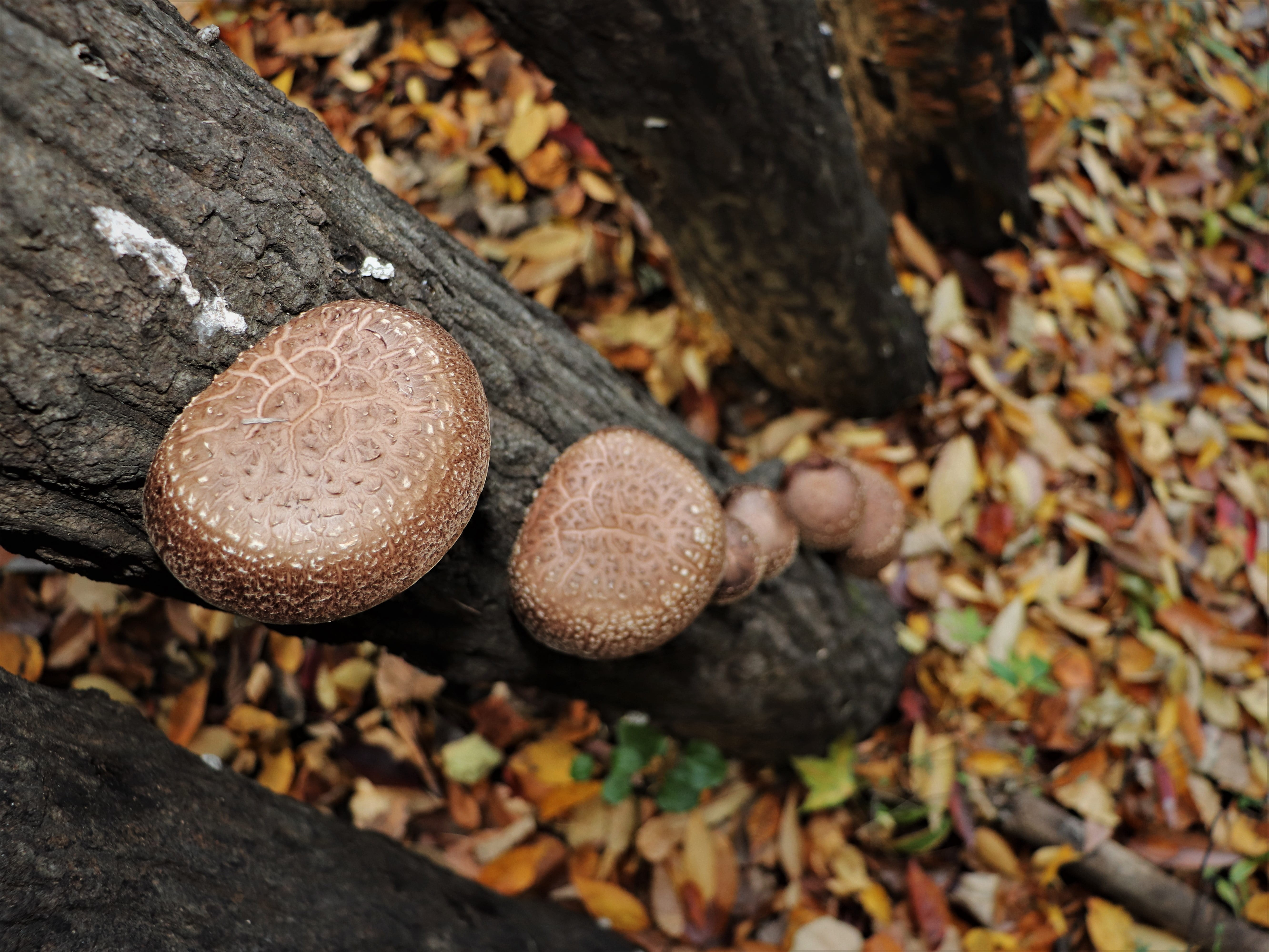 taken, nature, leaves them, flower, fungus, leaves, hill, colorful, outdoors, in the forest, these people, wood - material, indifferent, mushroom, trees, HD Wallpaper