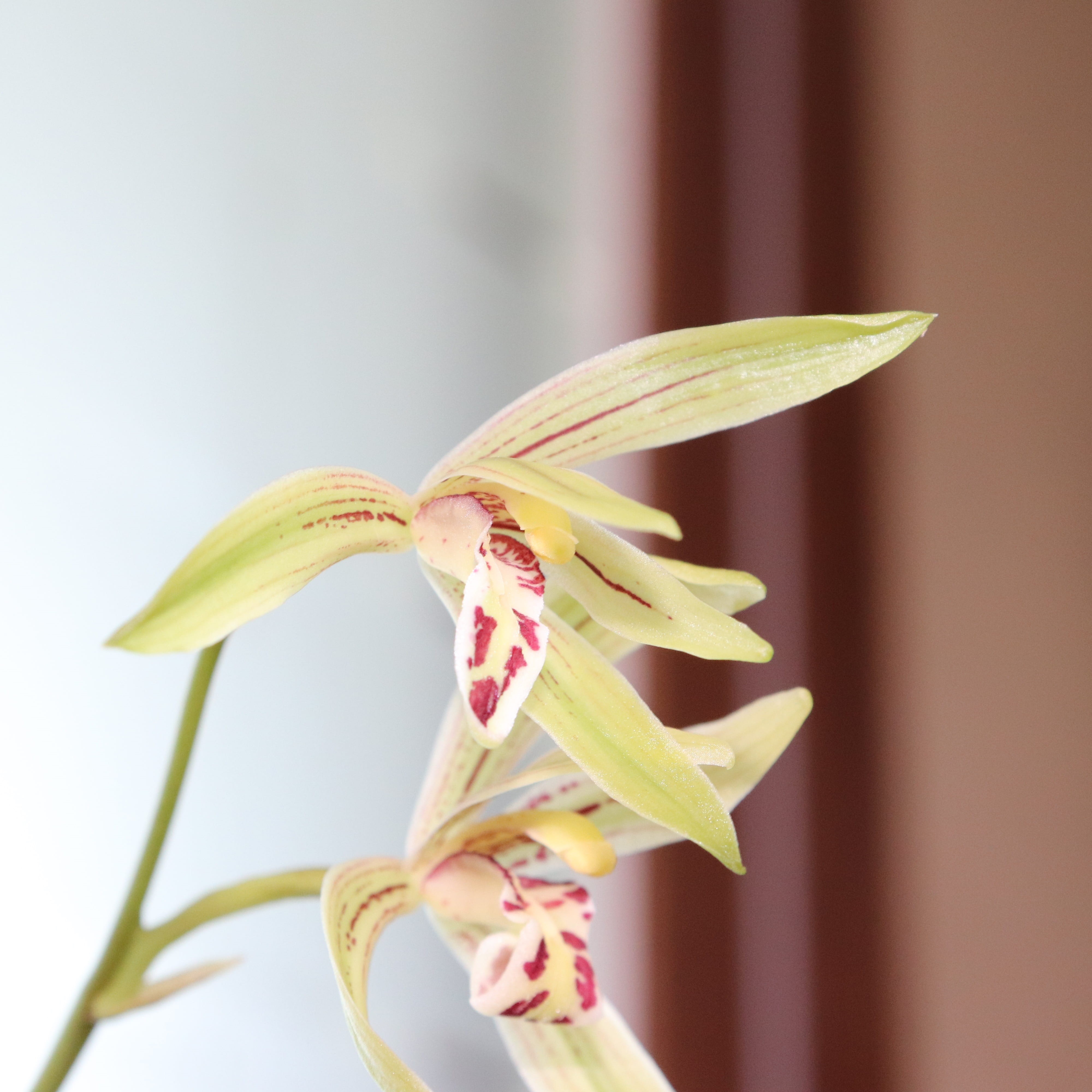 orchid, twig, out focus, white color, flowers, white, hwalyeob, inflorescence, flower, vulnerability, spring, greenness, the leaves, light green, freshness, Phone HD Wallpaper