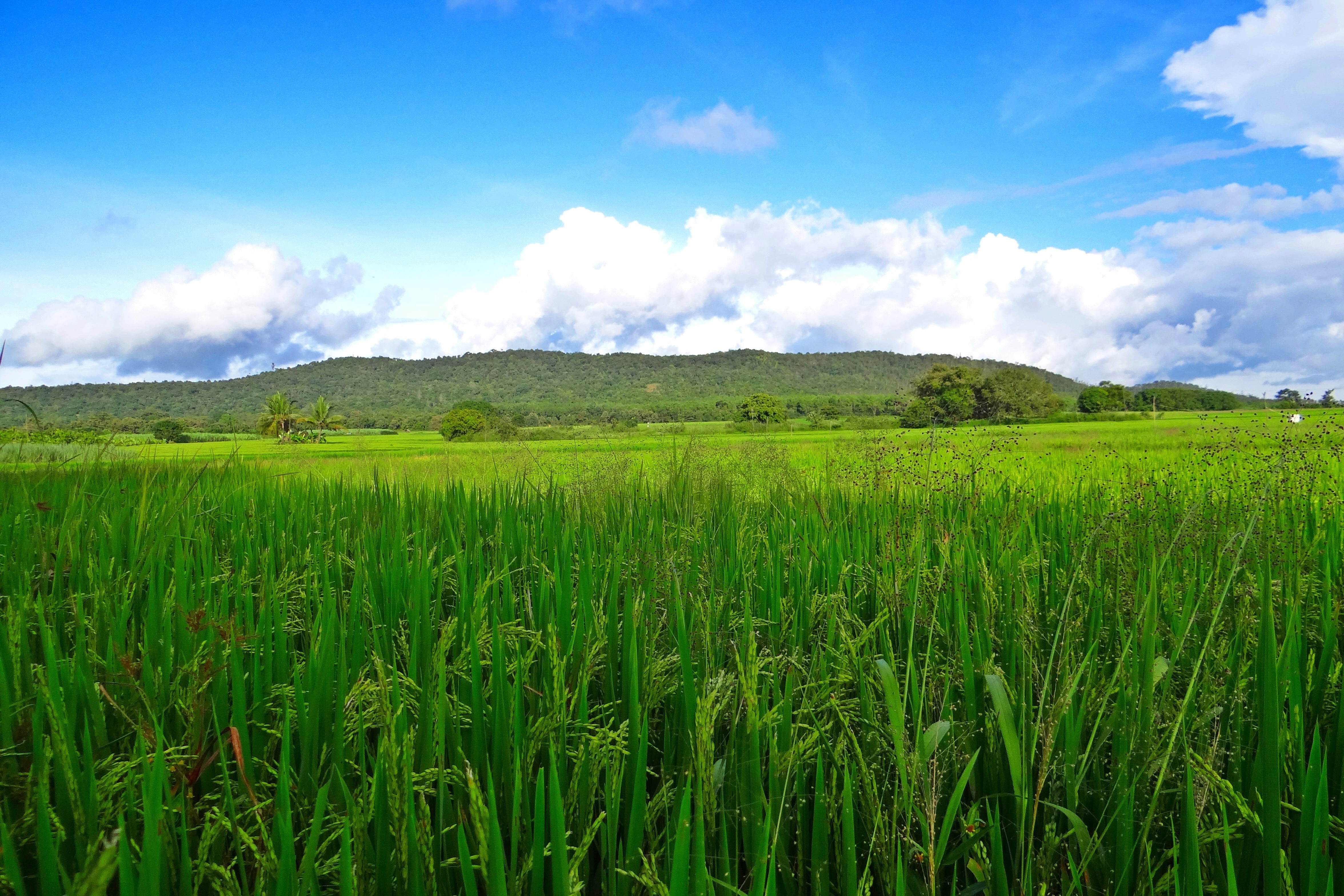 farms, environment, crop, green, growth, nature, day, plantation, scenic, white, karnataka, blue, cultivation, cloud - sky, greenery, fluffy, colorful, HD Wallpaper