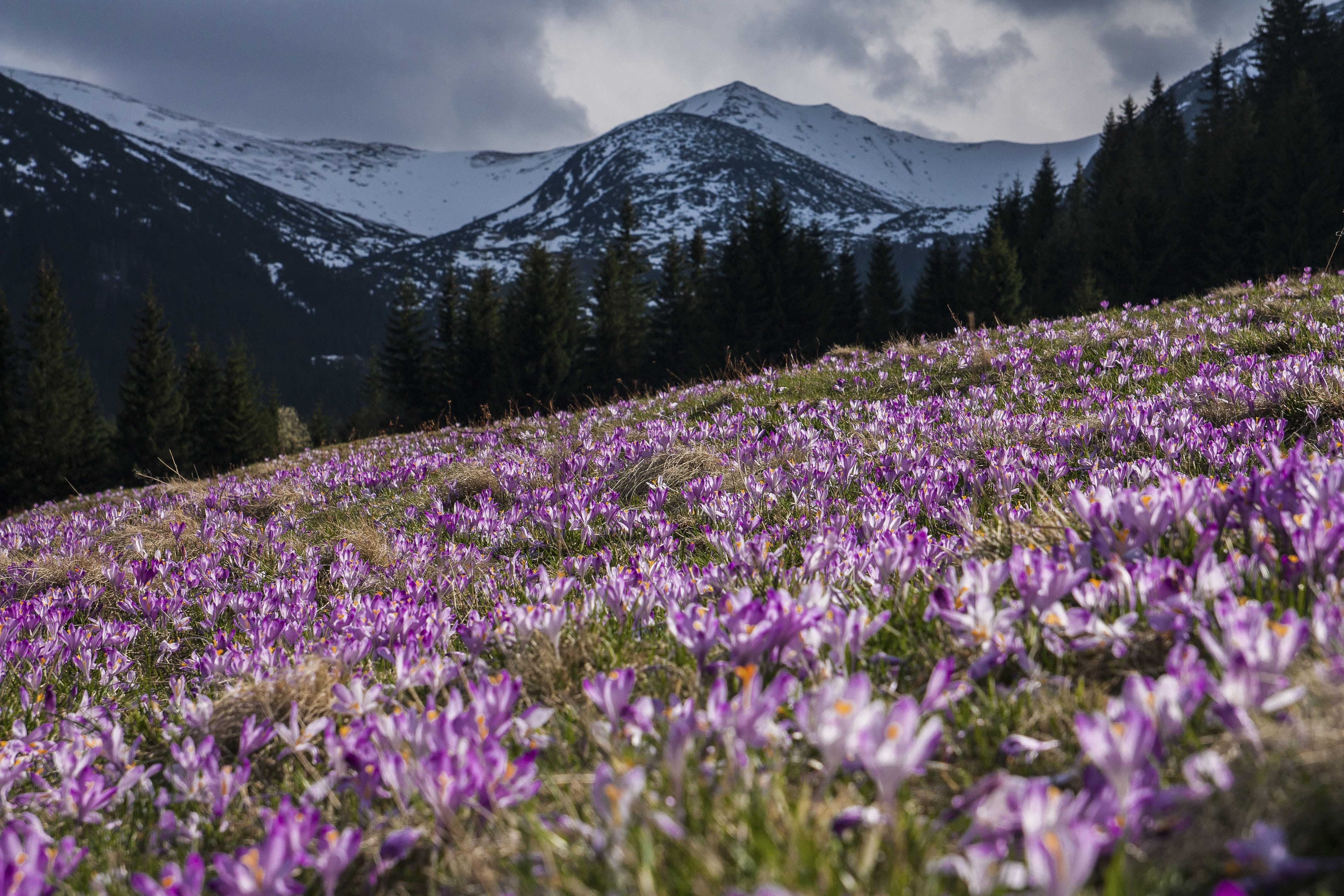 cloud - sky, clouds, petal, fall, landscape, garden, travel, land, mountain, beauty in nature, flower, outdoors, 4K, violet, scenics - nature, flowering plant, HD Wallpaper