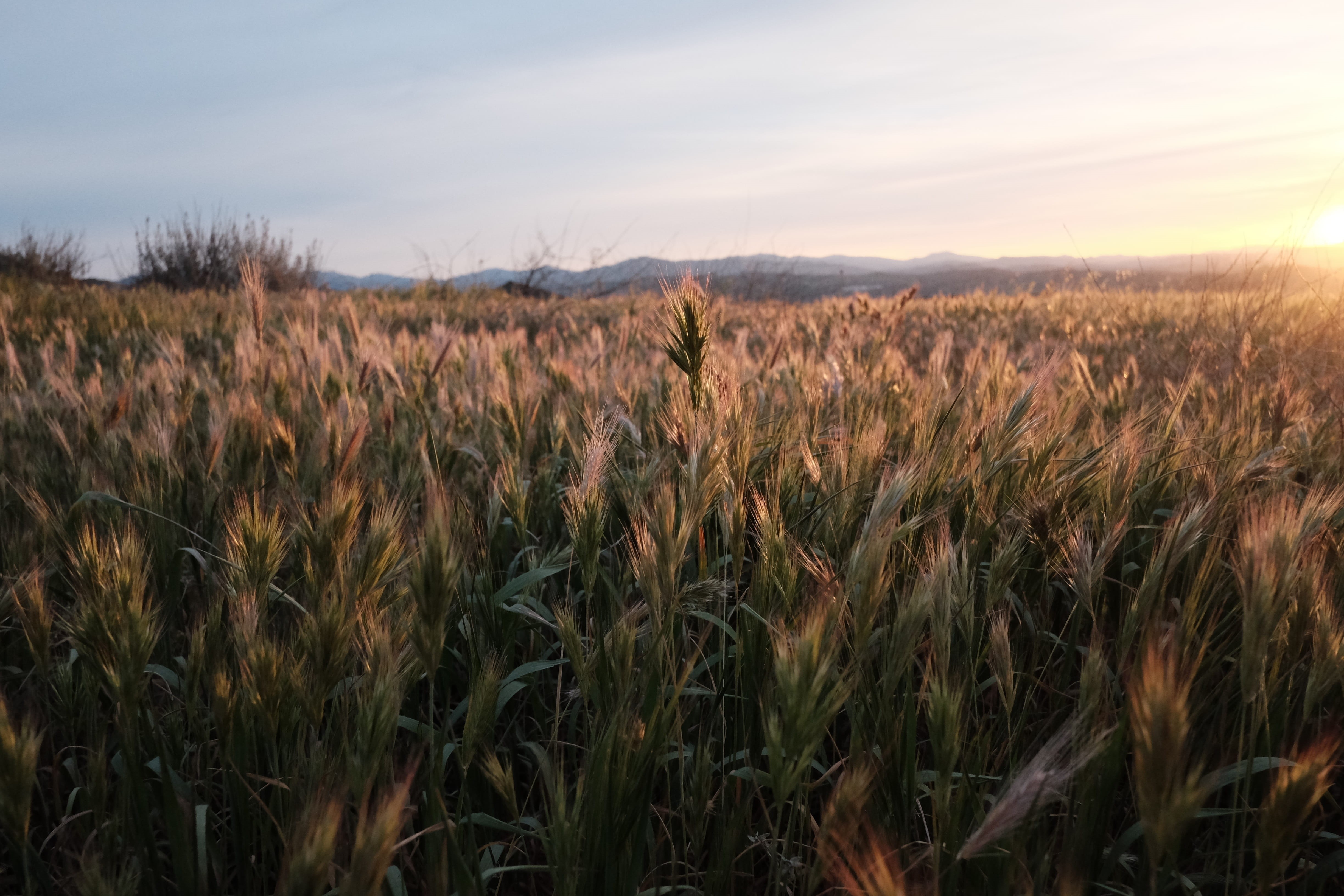 golden, tranquil scene, bread, natural, far, food, rye, sunny, yellow, barley, no people, agriculture, stem, autumn, blue, wheat, nature, sunset, summer, HD Wallpaper