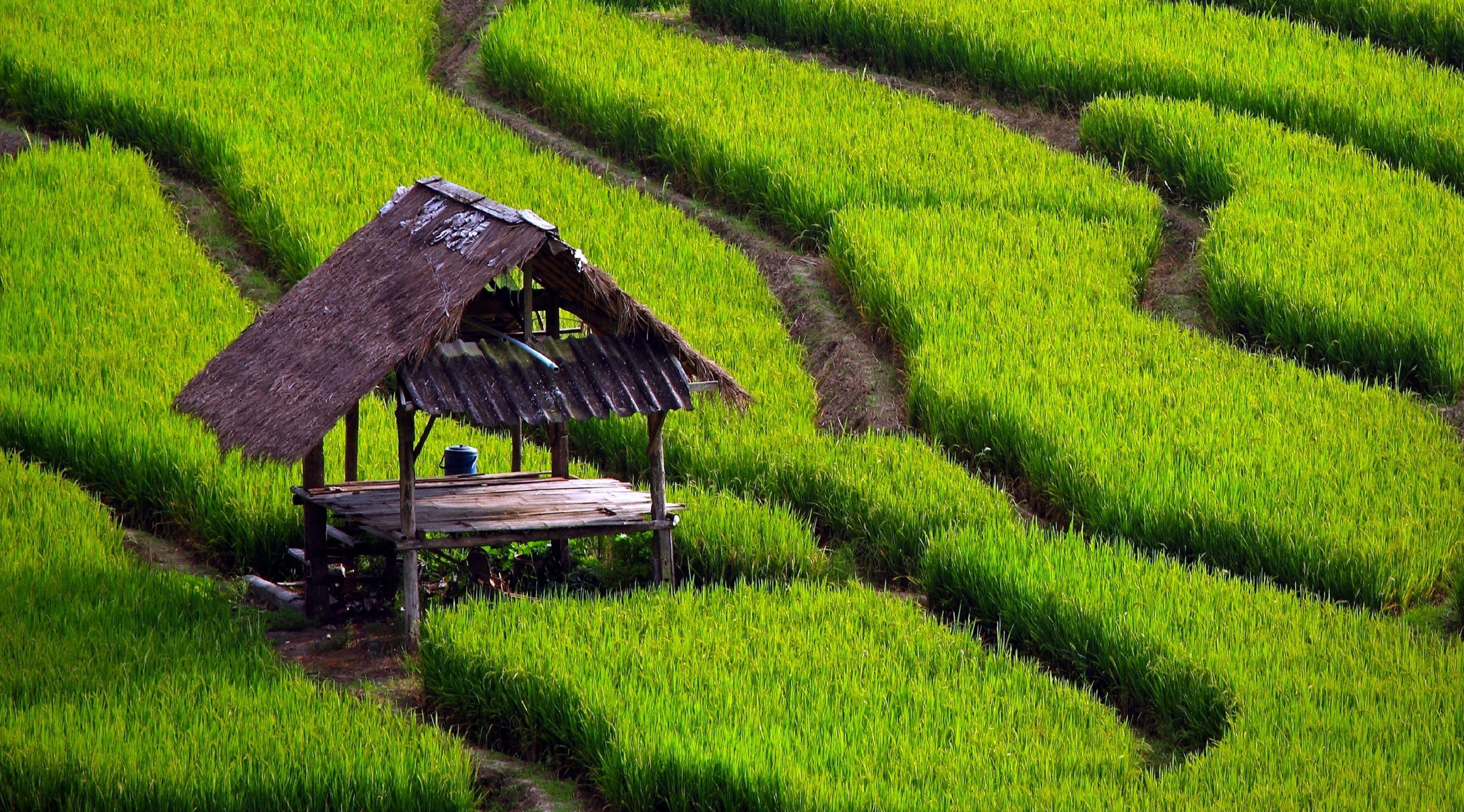 4K, field, rice paddy, HD Wallpaper