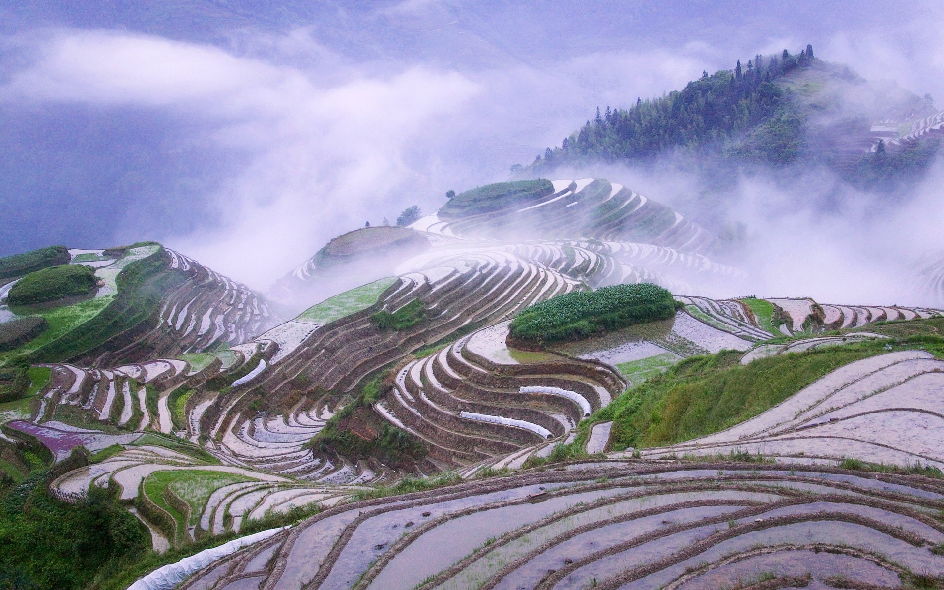 rice paddy, 1080P, terraced field, HD Wallpaper