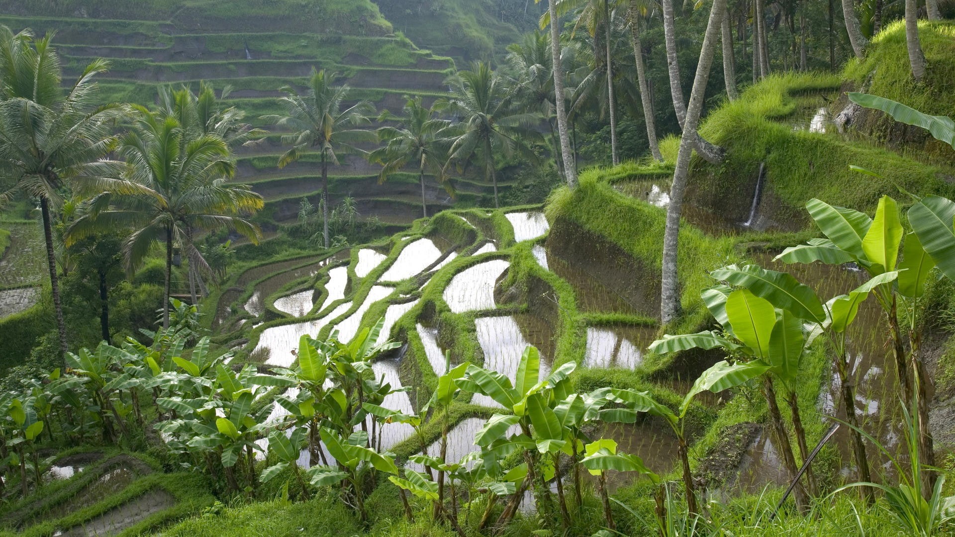 palm, 1080P, paddy, rice, trees, nature, hd, HD Wallpaper