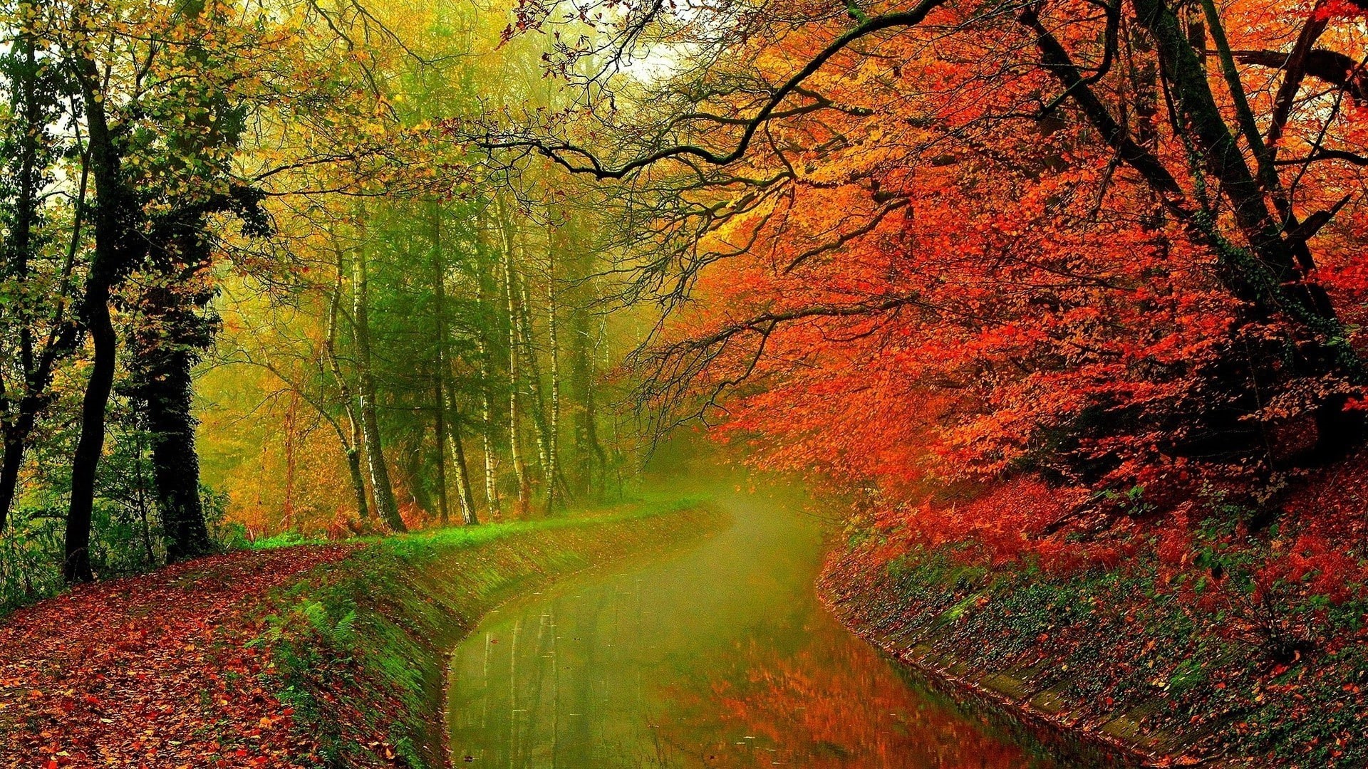 pathway, november, park, fall, peaceful, wood, natural, trees, sky, spring, plant, nature, tree, grass, colorful, landscape, alley, autumn, branch, seasonal, HD Wallpaper