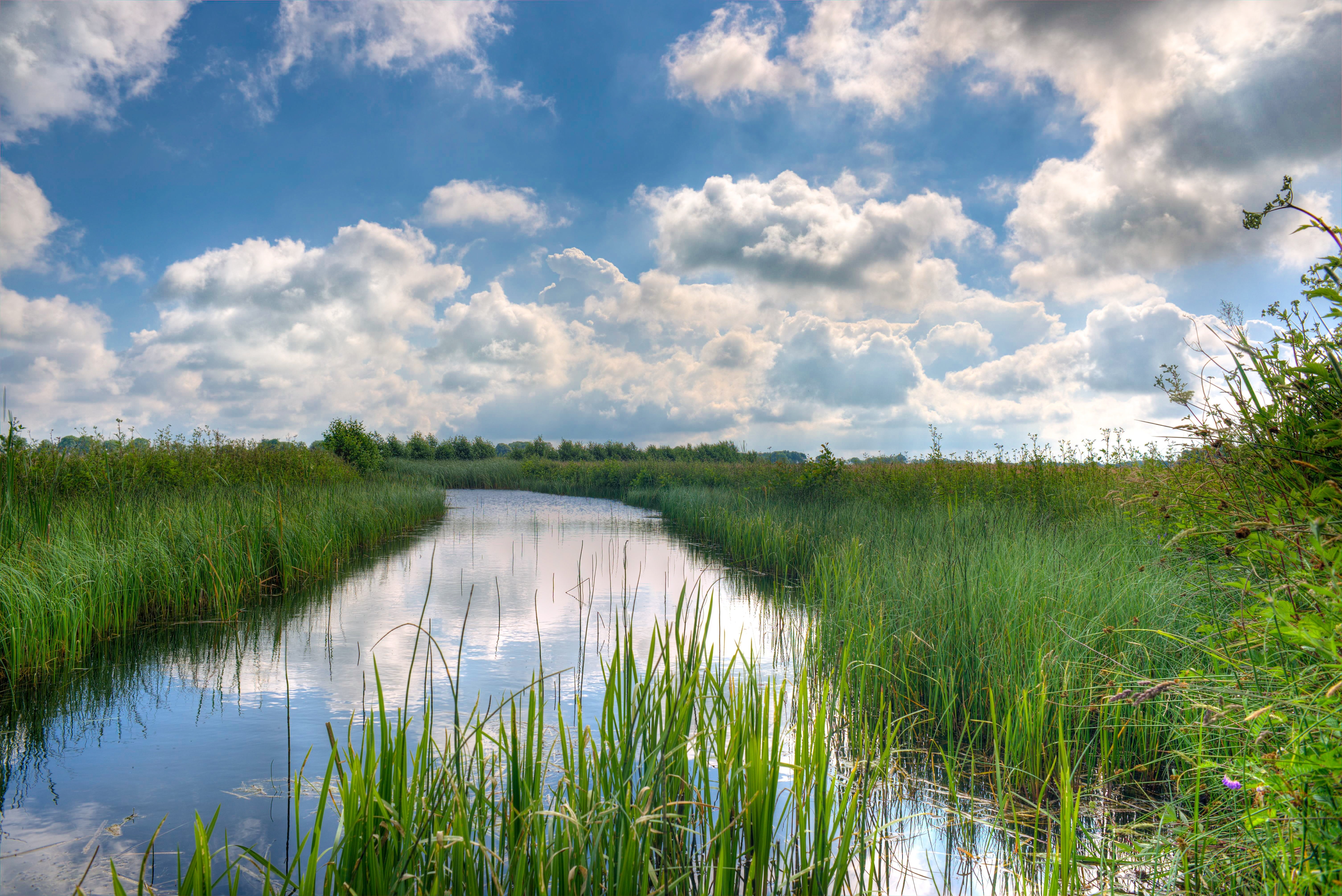 grass, outdoor, water, green grass, idyllic, rural, wetland, outdoors, cloudy, hdr, tranquility, landscape, skies, green, reed, no people, plant, swamp, HD Wallpaper