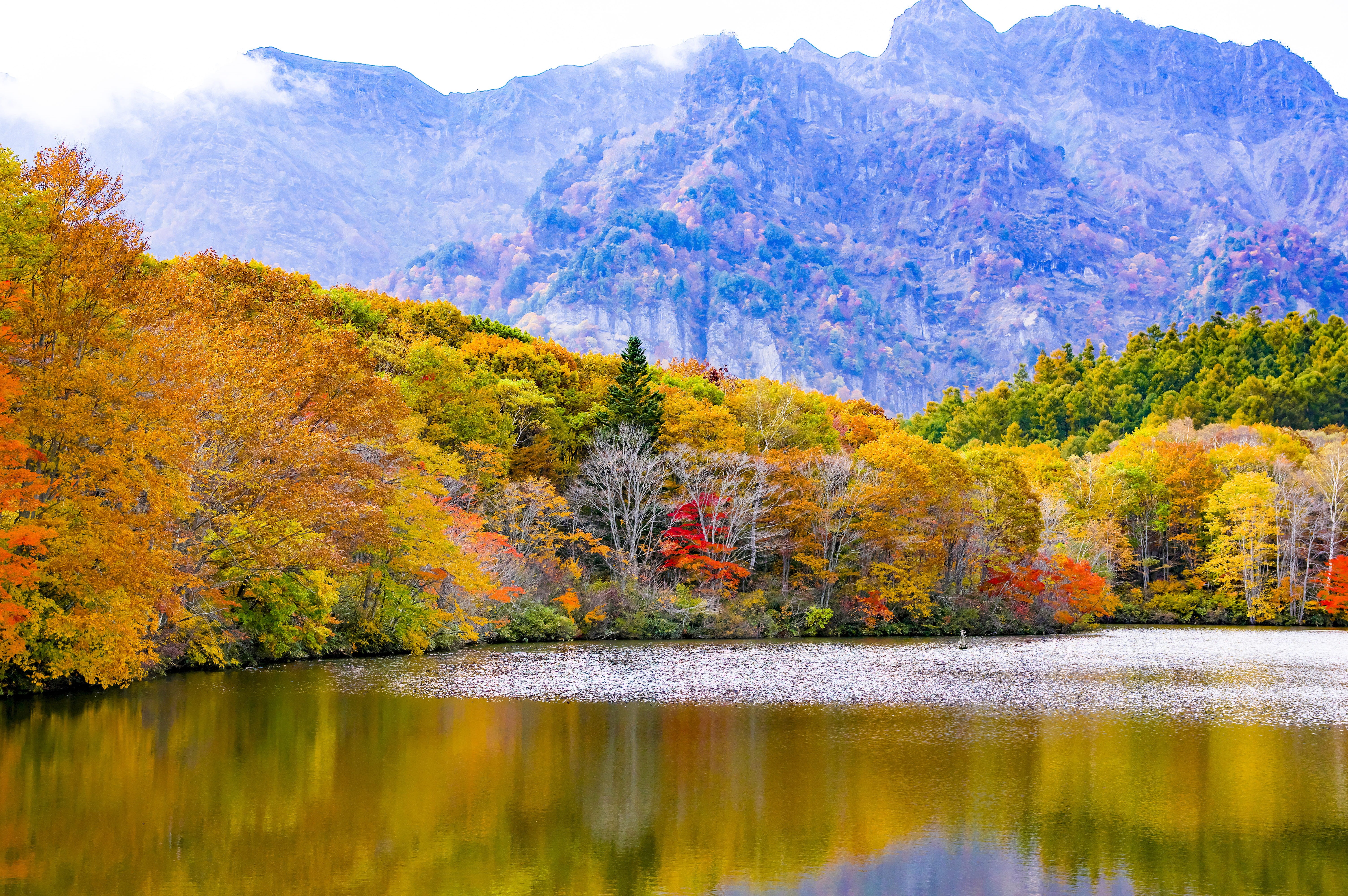 no People, forest, nagano prefecture, non-urban scene, yellow, natural, tranquility, idyllic, leaf, autumn collection, lake, color Image, outdoors, beauty In Nature, HD Wallpaper