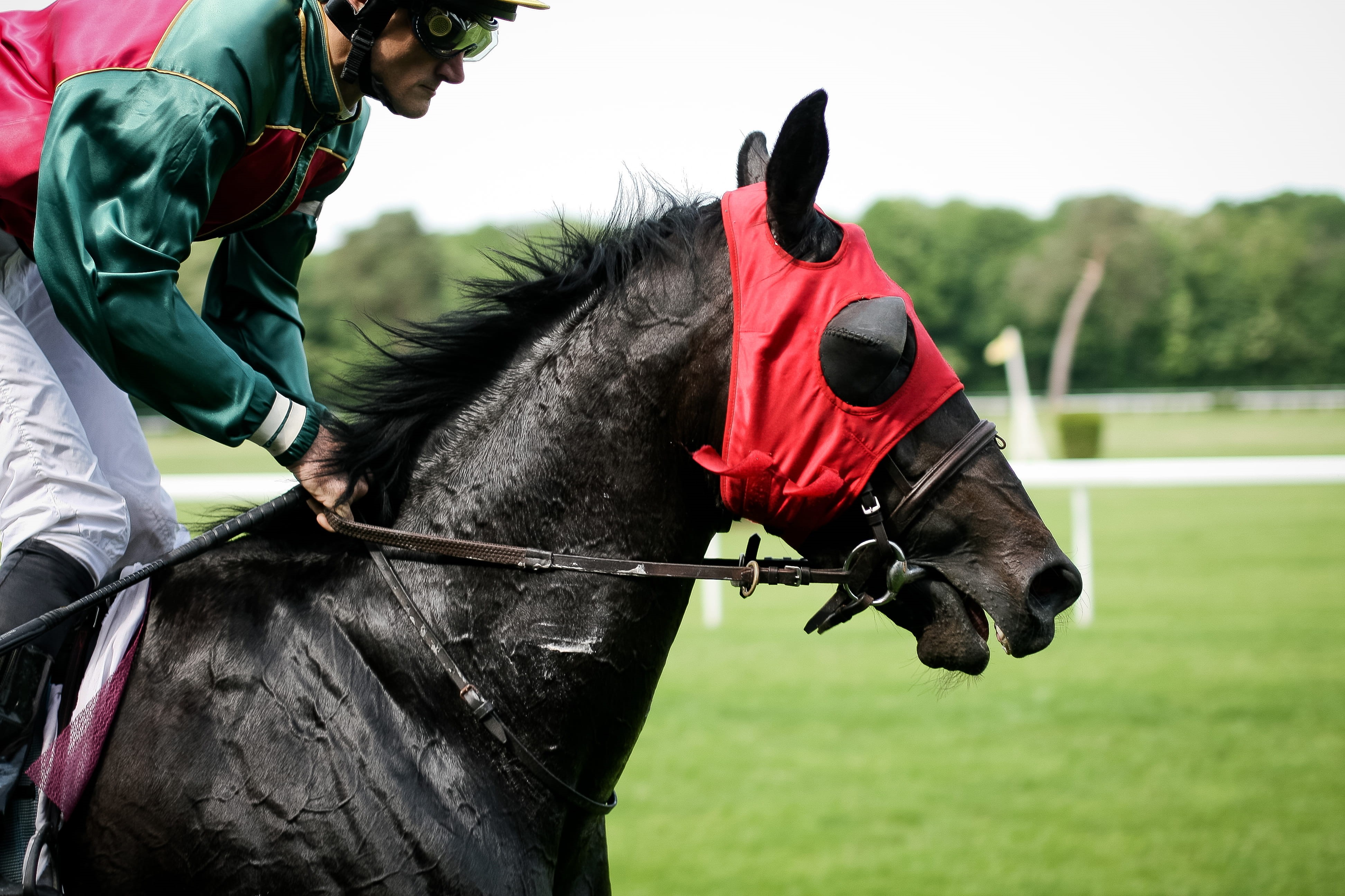 4K, herbivorous, domestic, livestock, sports Venue, excitement, racing, nature, vertebrate, two people, land, sport, lifestyles, racehorse, riding, grass, HD Wallpaper