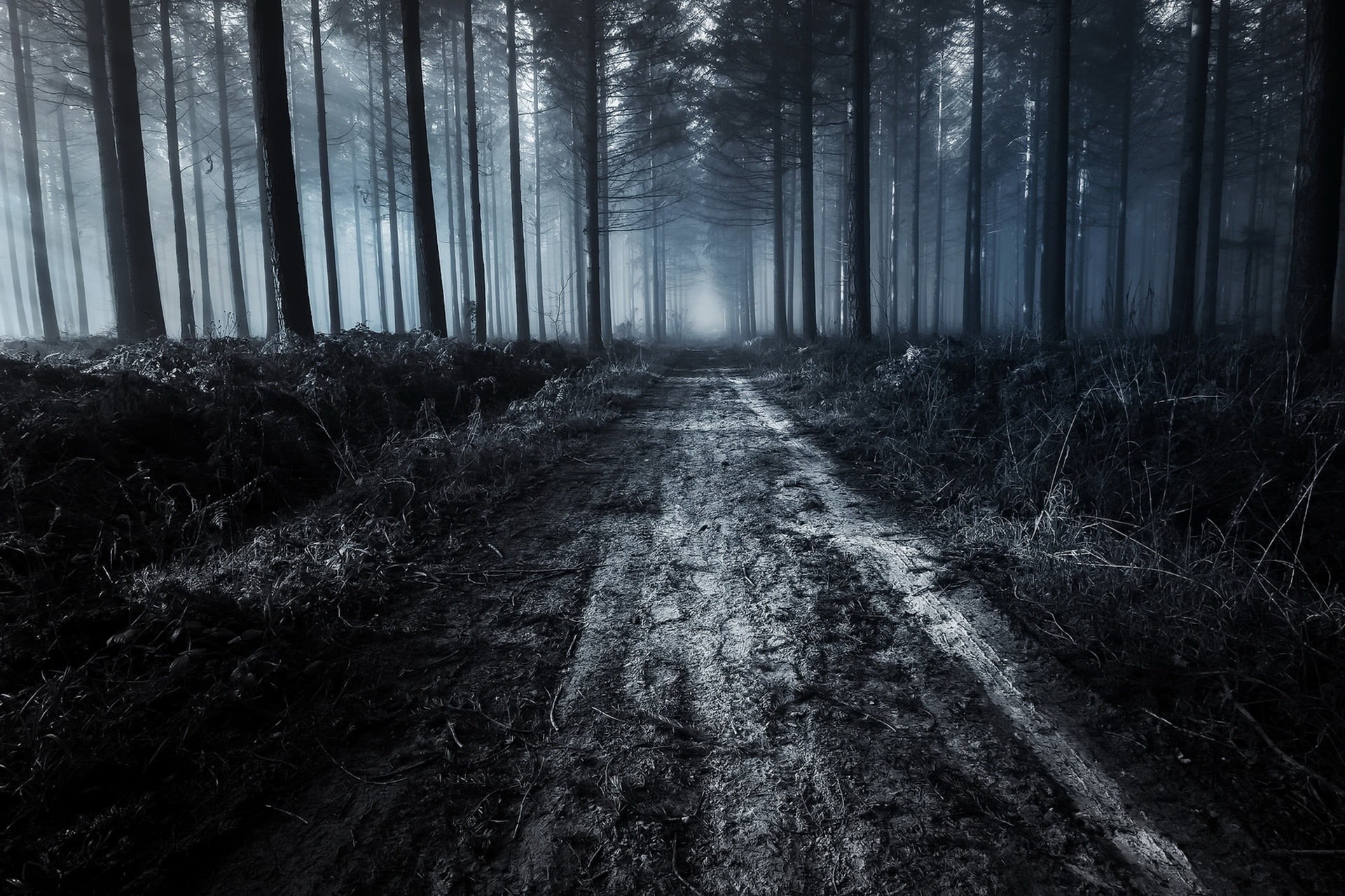 road, 1080P, no people, trees, beauty in nature, tree trunk, land, non-urban scene, trunk, growth, forest, day, nature, trail, dirt, treelined, outdoors, HD Wallpaper