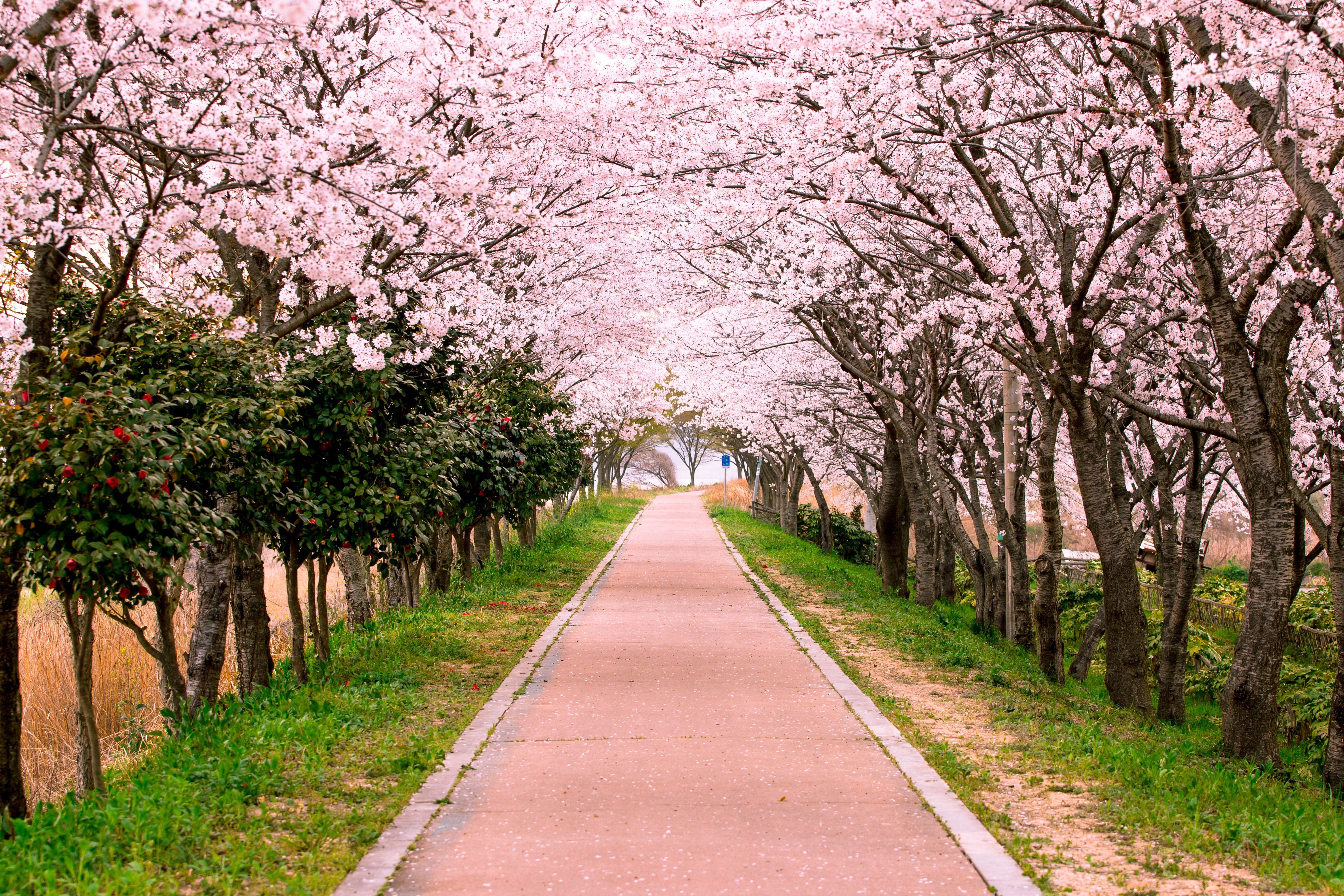 freshness, footpath, south korea, naju-si, road, path, direction, travel, landscape, pink color, tree, 5K, cherry, growth, no people, springtime, the way forward, HD Wallpaper