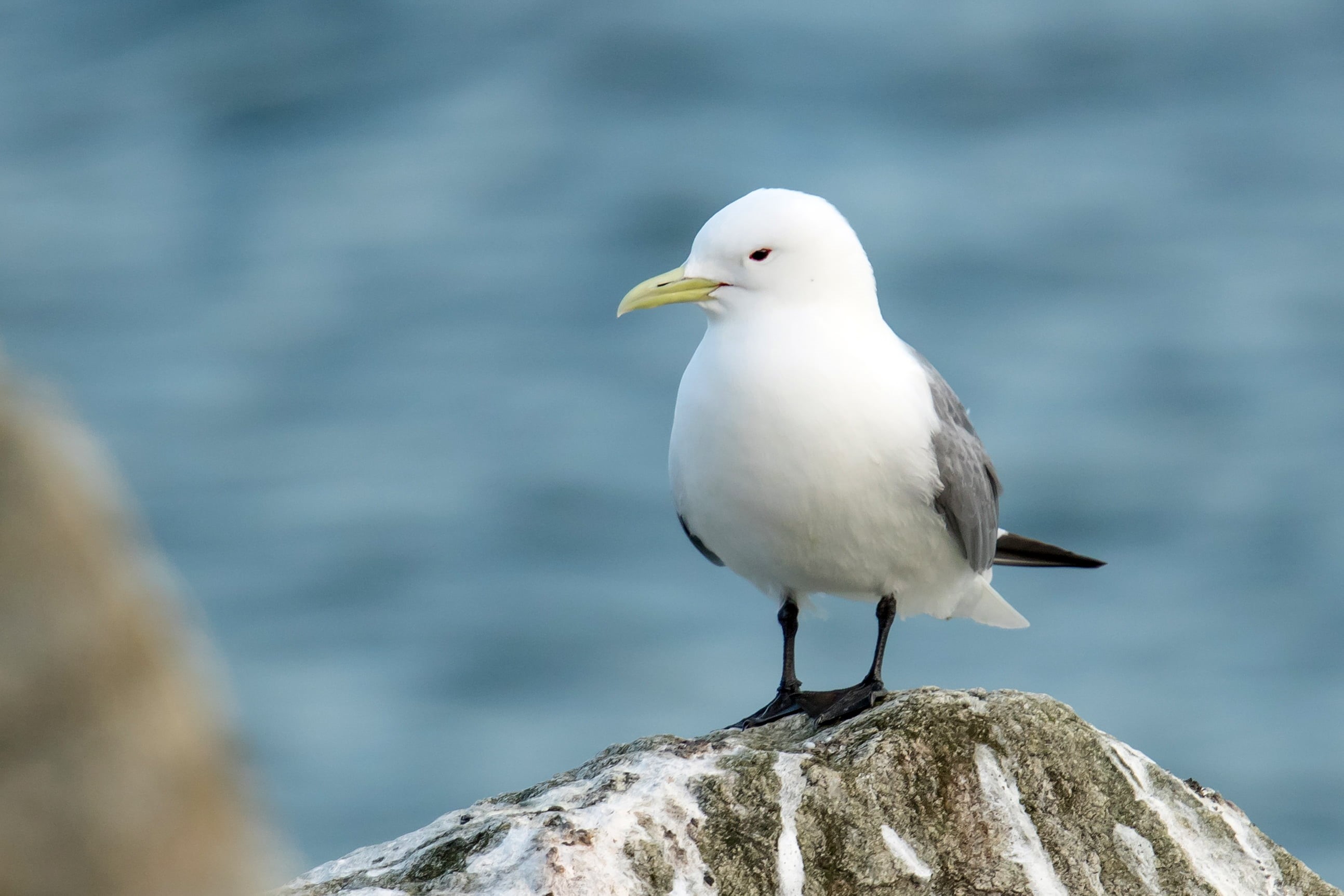 kittiwake, gray, outdoors, white, animal, sea Bird, photography, focus, rock, seagull, beach, bird, wildlife, black, kingfisher, selective, legged, 2K, HD Wallpaper