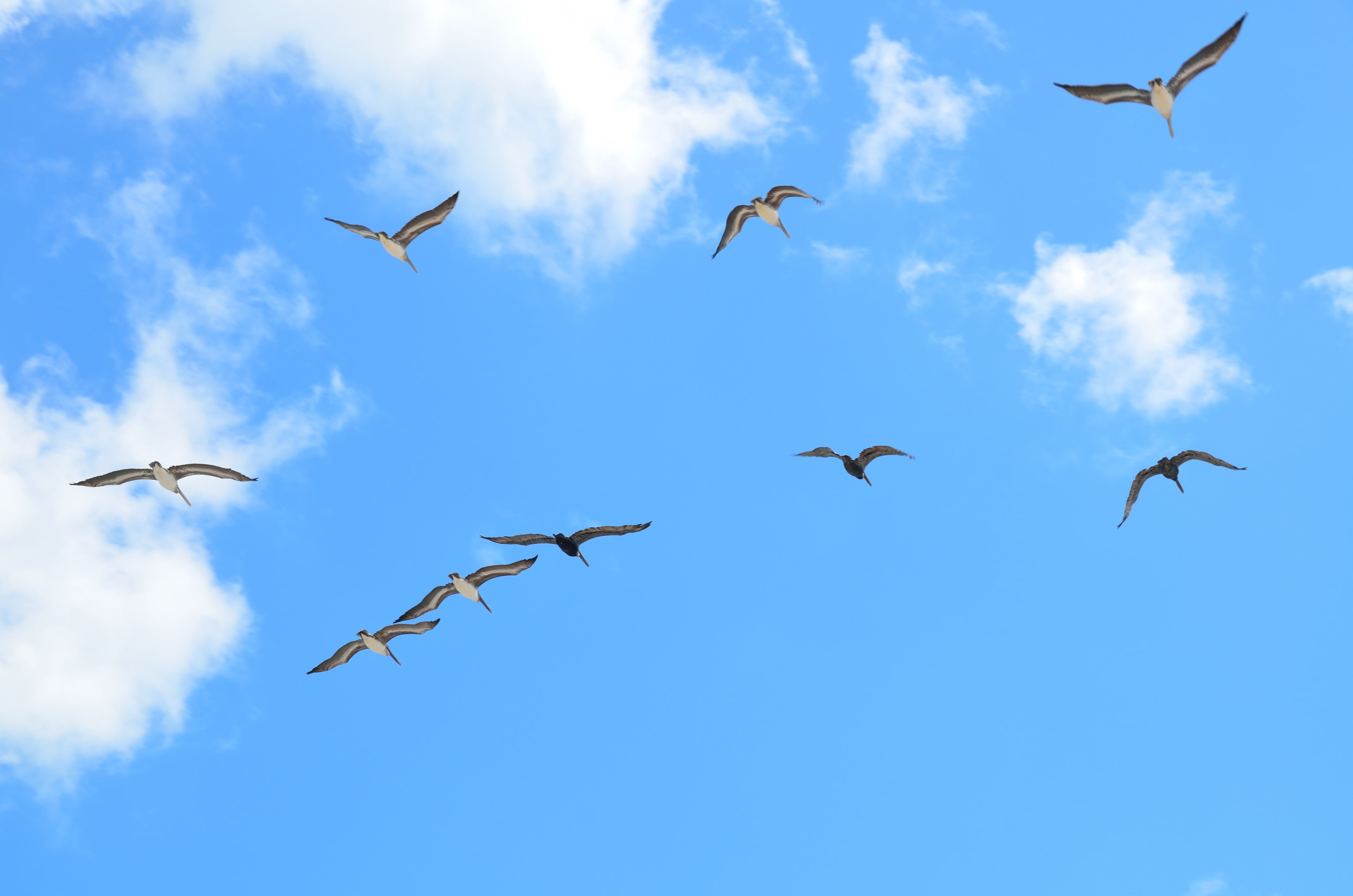 birds, outdoor, beak, flight, wildlife, low angle view, high, water, avian, vertebrate, flying, spread wings, 4K, seagulls, medium group of animals, air, HD Wallpaper