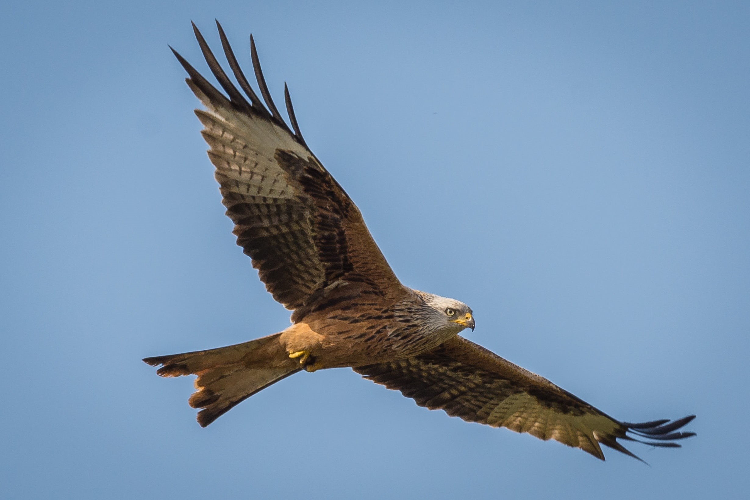 raptor, graceful, milvus milvus, vertebrate, bird, hunter, wildlife photography, animal, hawk, animal themes, carnivores, spread wings, nature, plumage, HD Wallpaper