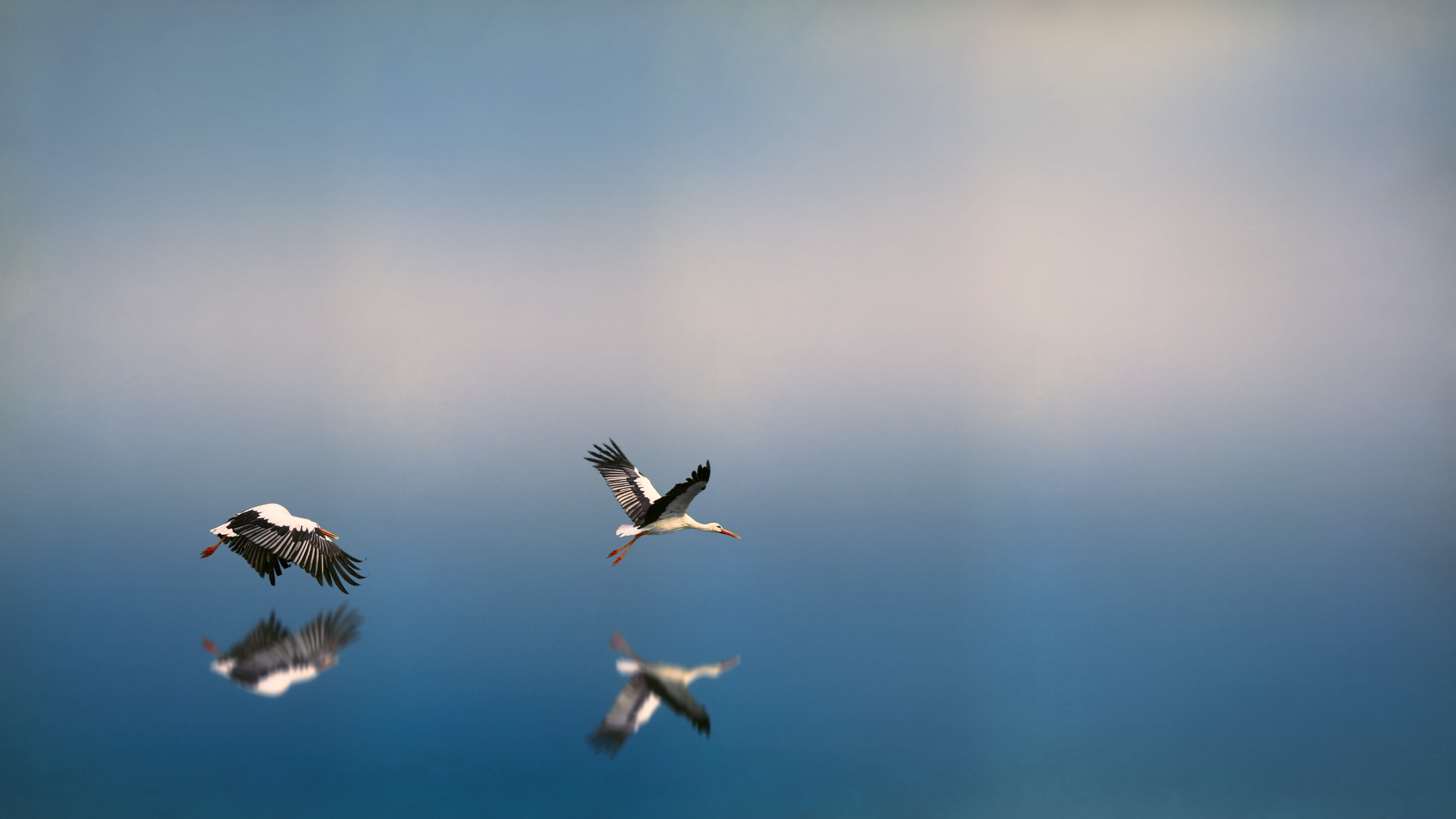 water, birds, black, no people, animal, body, flying, flock of birds, white, sky, nature, vertebrate, reflection, selves, wing, animal themes, two, animal wildlife, HD Wallpaper