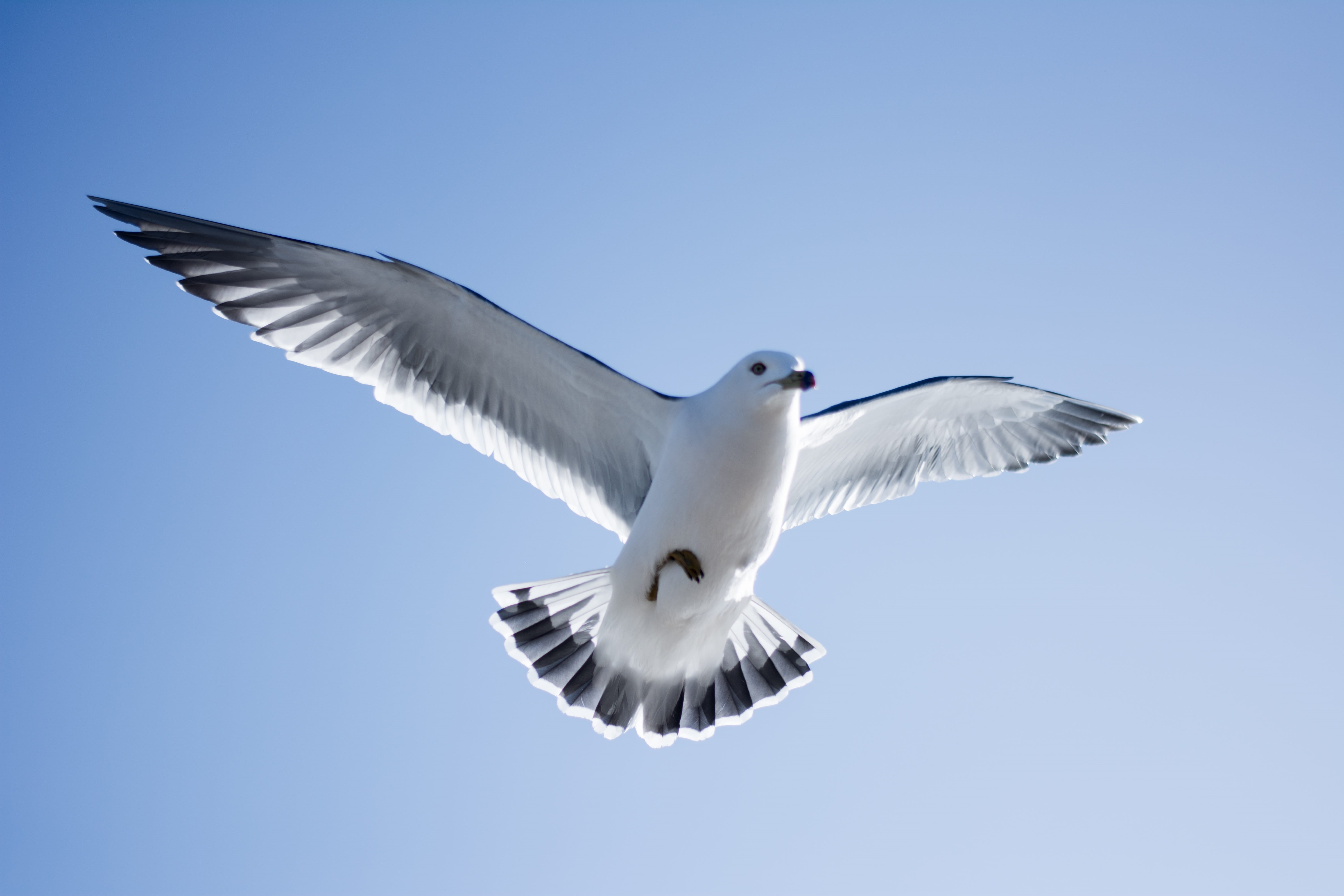 no people, one animal, spread wings, animals in the wild, background, motion, low angle view, clear sky, vertebrate, animal wing, 5K, black-headed gull, HD Wallpaper