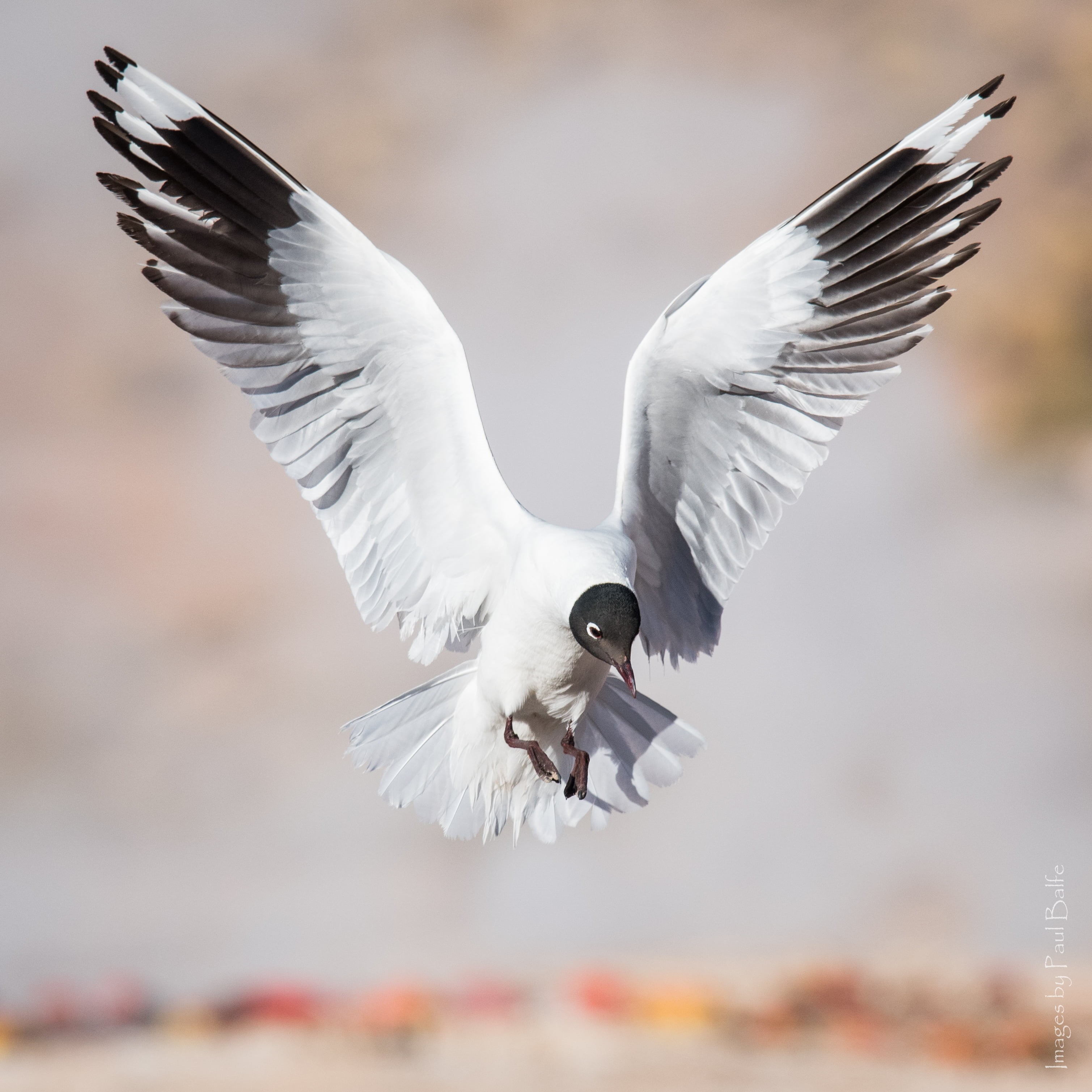 bird, bird  bird, animal, outdoors, wildlife, flying, animals In The Wild, Landing, Atacama Desert, dom, feather, El Tatio, Chile, seagull, animal Wing, Phone HD Wallpaper
