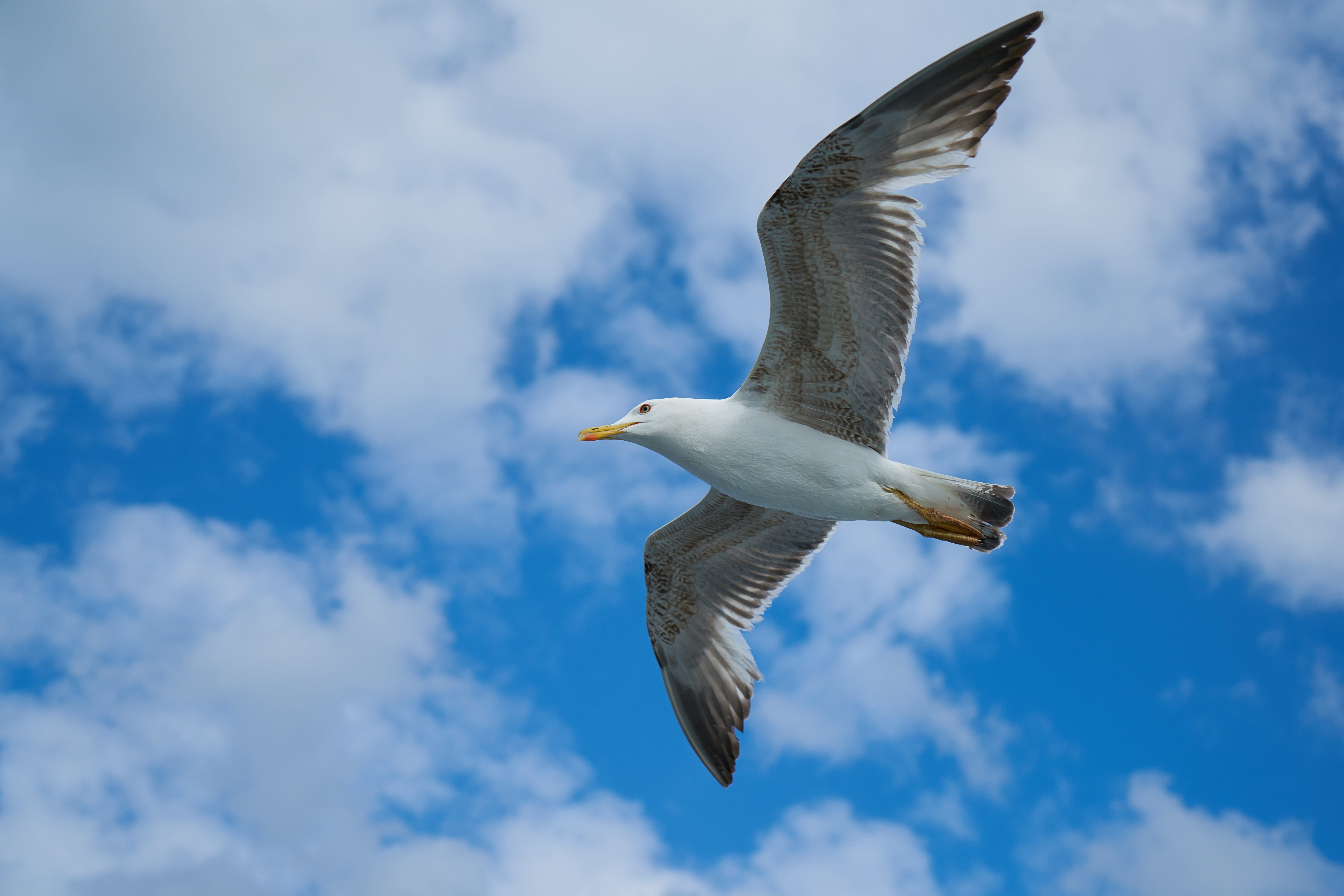 animal portrait, birds, clouds, animal themes, beak, outdoors, blue, 5K, mid-air, background, beach, gulls, bird, day, peace, no people, gull bird, one animal, HD Wallpaper